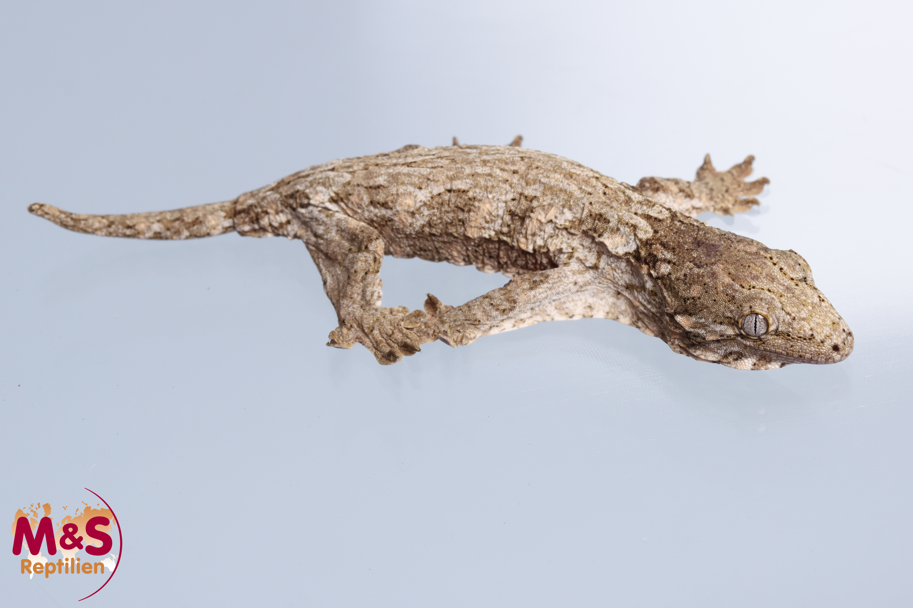 0.1 (Female)  Riesengecko -Friedel x Tröger- (small-medium) NZ´M&S 24 Rhaco. leachianus (Originalbil