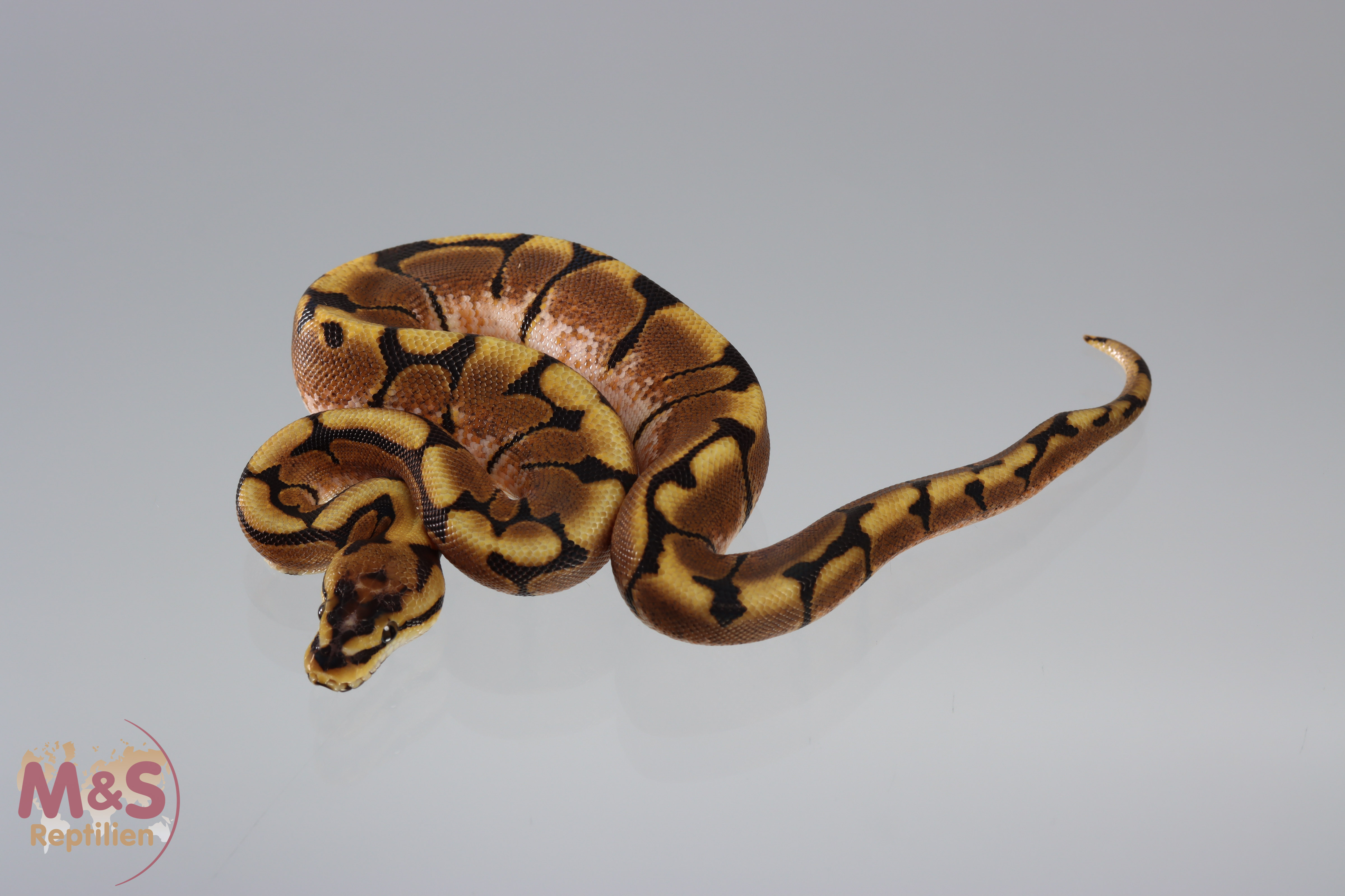 1.0 (Male) Spider- Scaleless Head Königspython NZ´M&S´20 Python regius