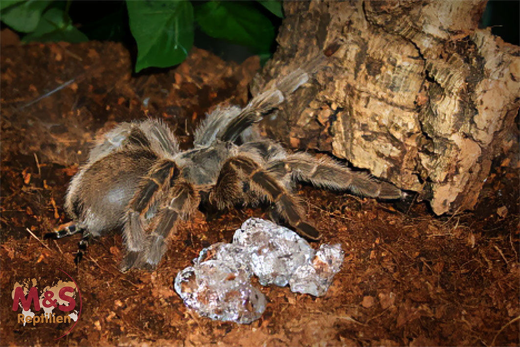 M&S Reptile, Aqua Gel, Standard (750 ml)