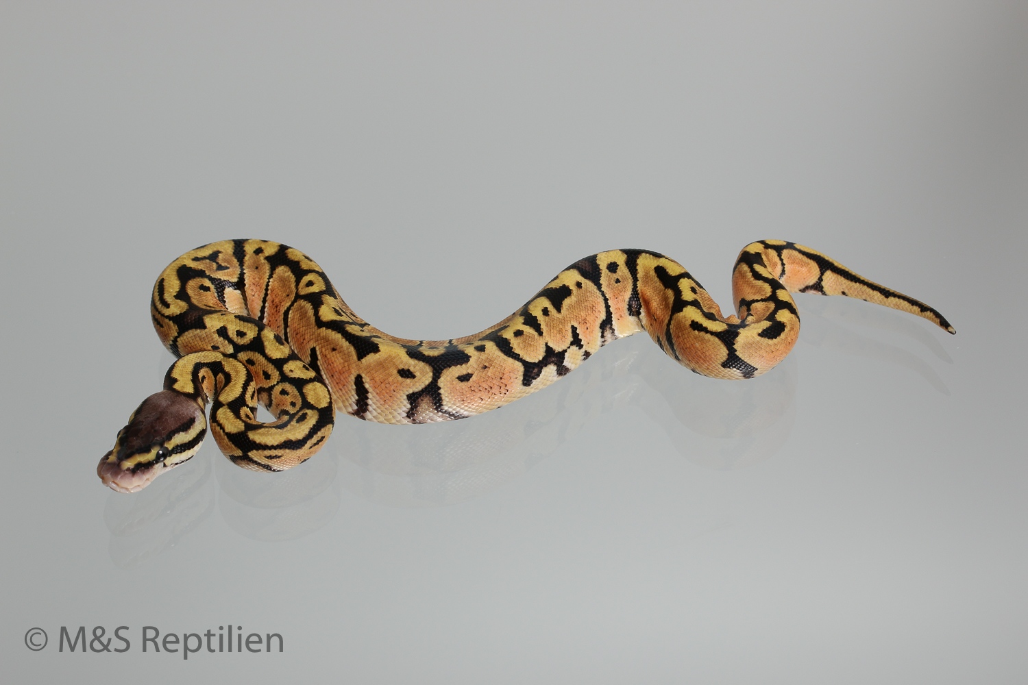 1.0 (Male) Creme- Pastel Königspython NZ´M&S´16 Python regius