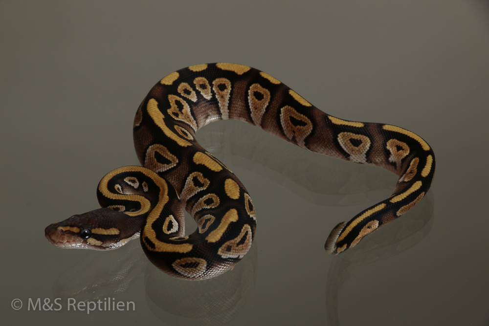 Male (1.0) Mojave - Gravel (Highway-Maker) NZ´M&S´15 Python regius