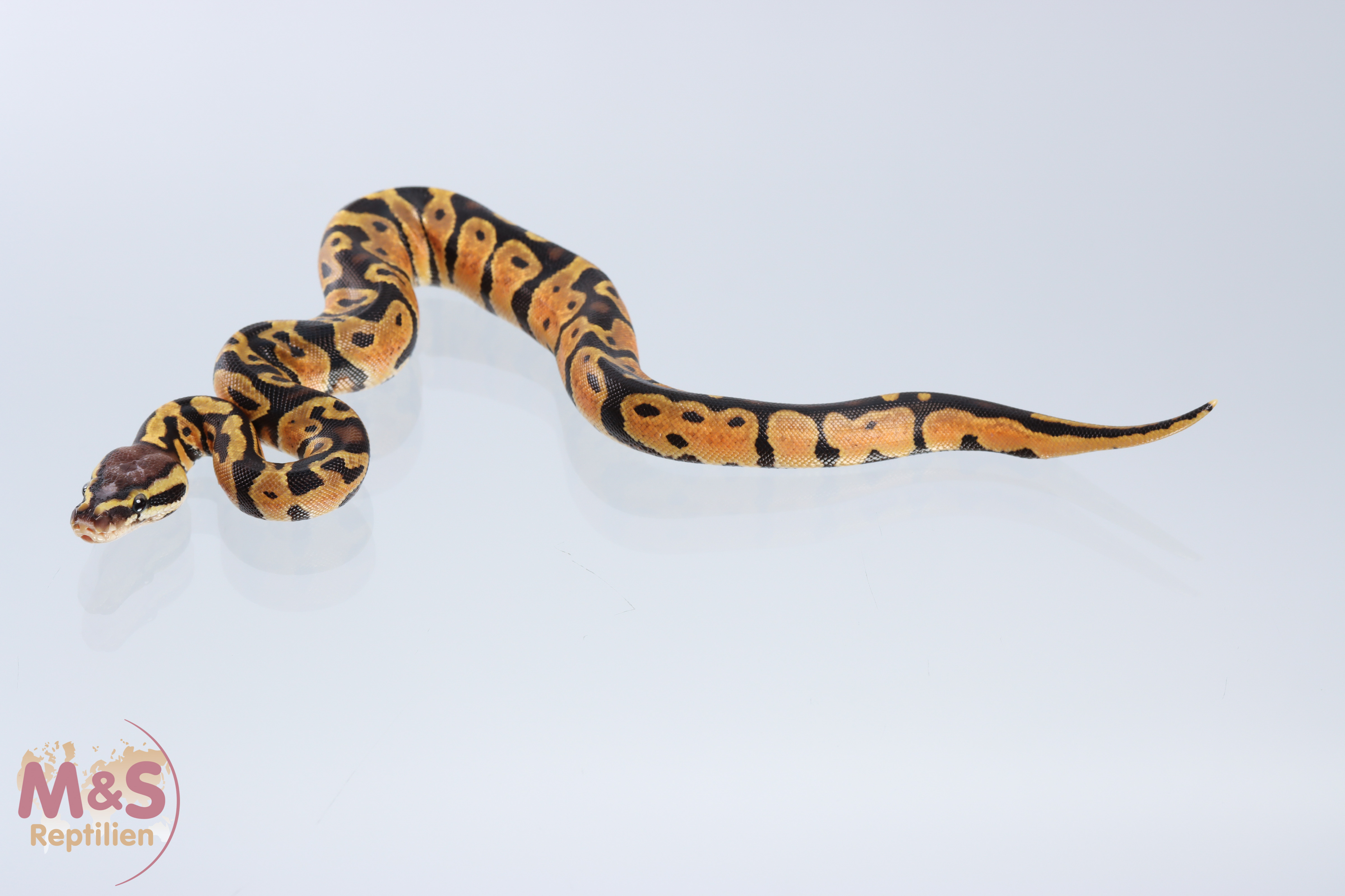 1.0 (Male) Pastel - Scaleless Head Königspython DNZ´20 Python regius