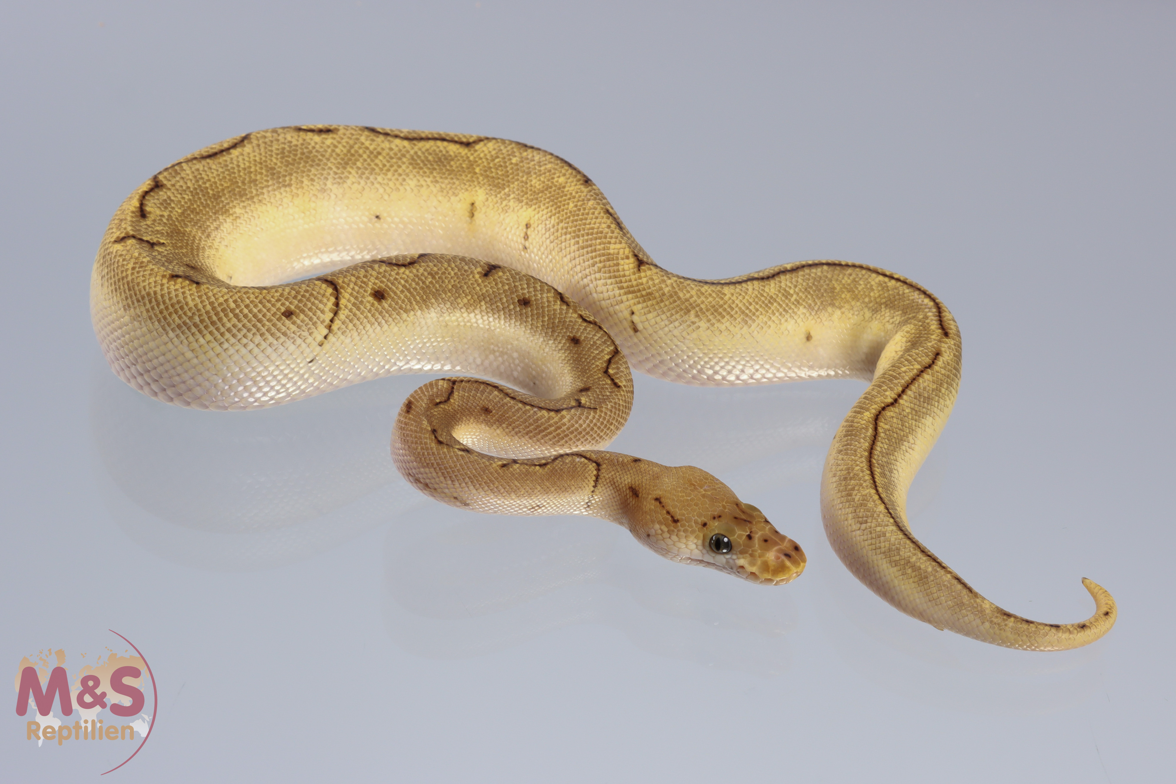 1.0 (Male) Clown - Pinstripe - Spider Königspython NZ´M&S´21 Python regius