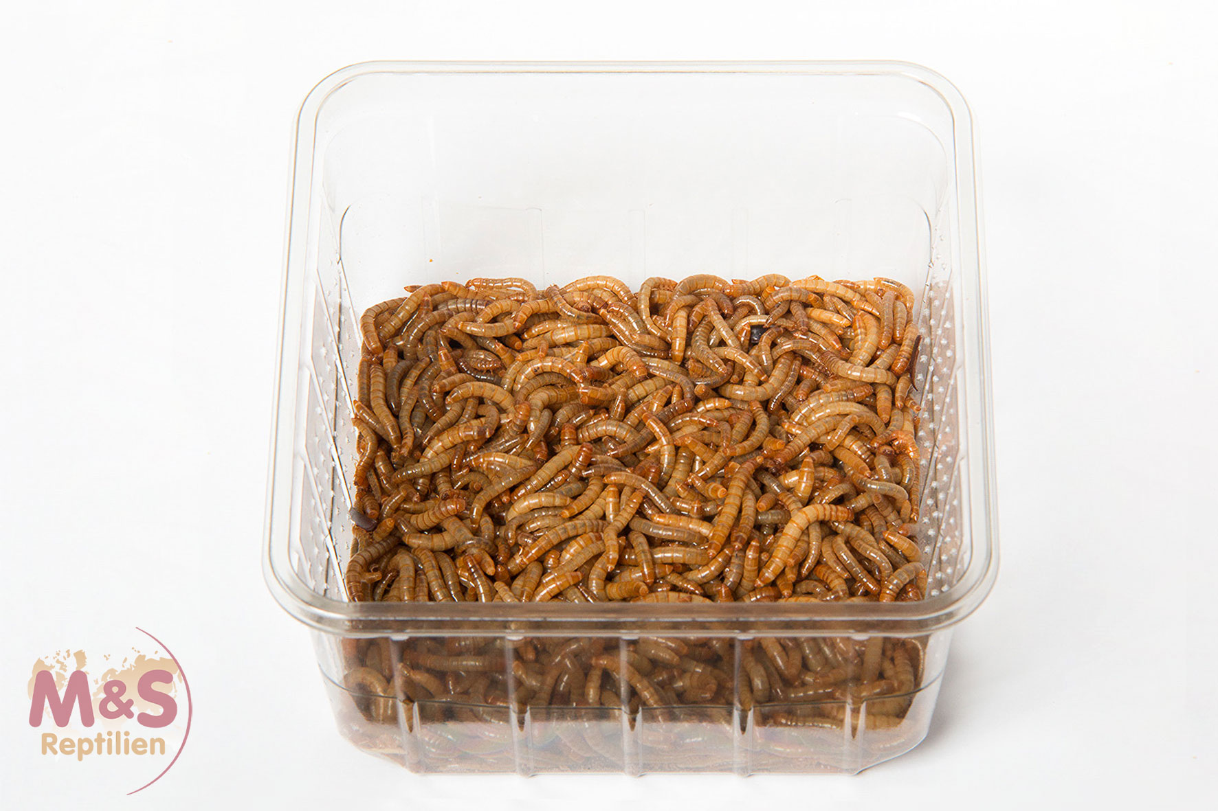 Mehlwürmer, 60 g Lebendfutter