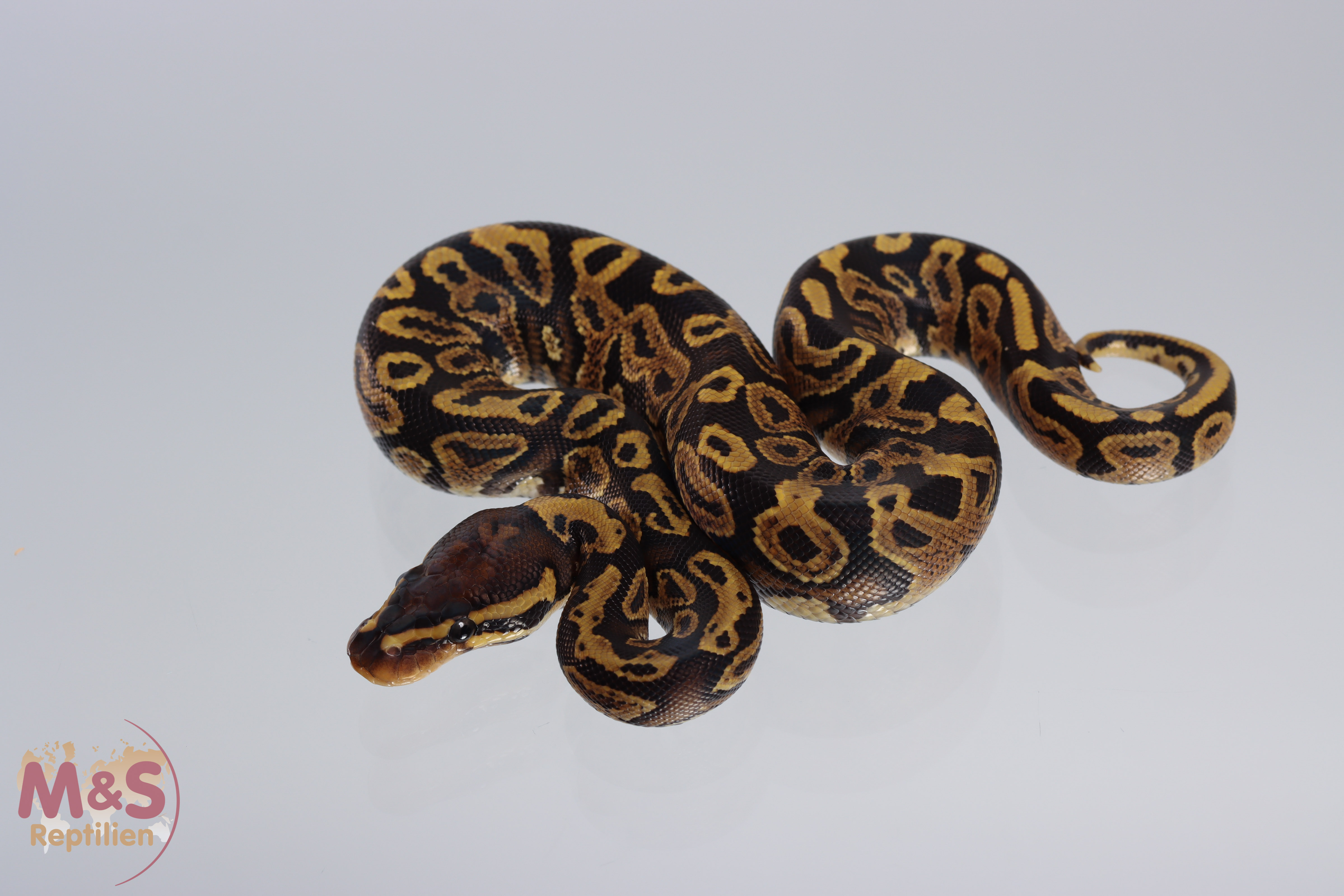 1.0 (Male) Gravel Königspython NZ´M&S´21 Python regius
