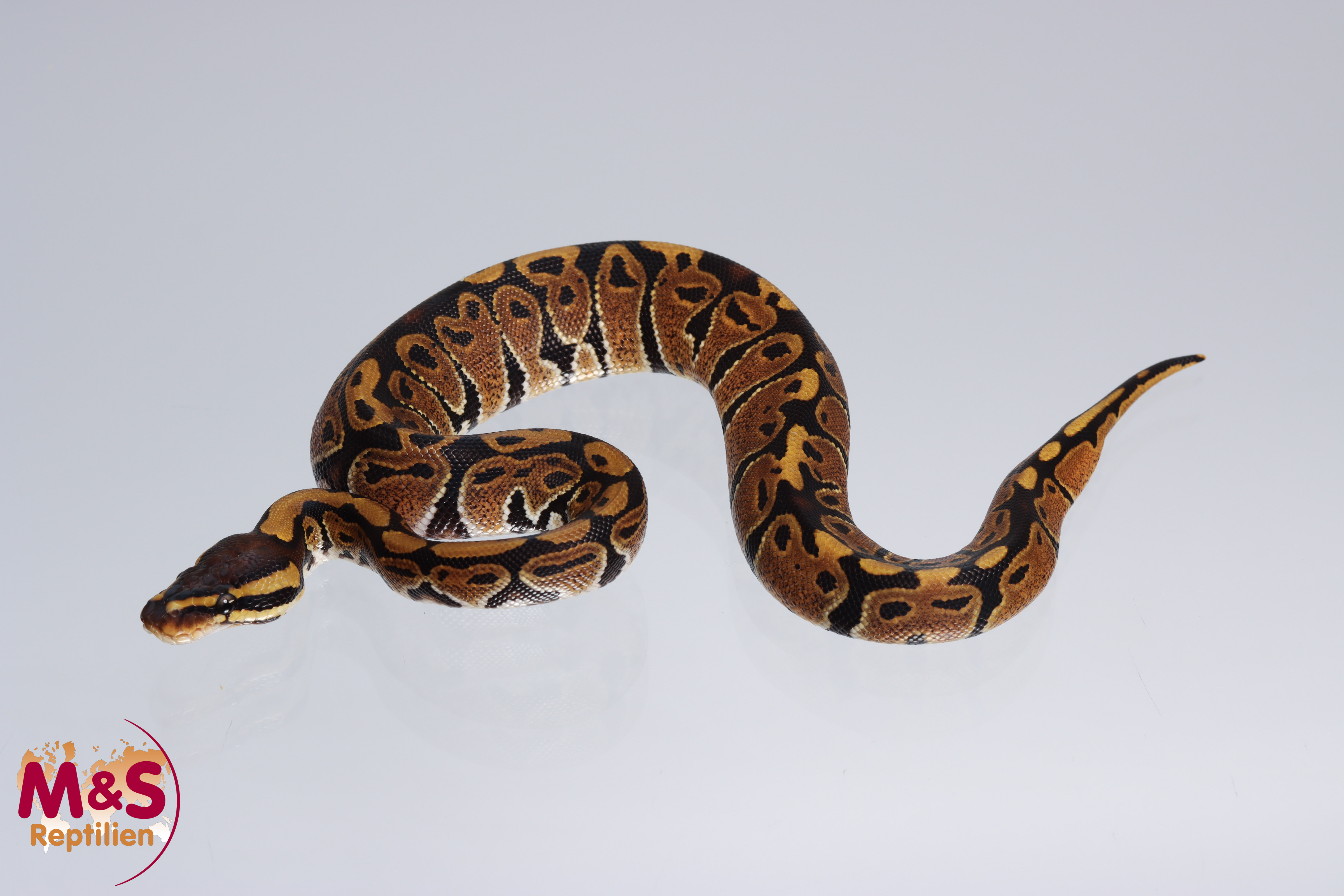 1.0 (Male) 66% poss. triple het. Albino - Sunset - Ultramel Königspython NZ´M&S´22 Python regius
