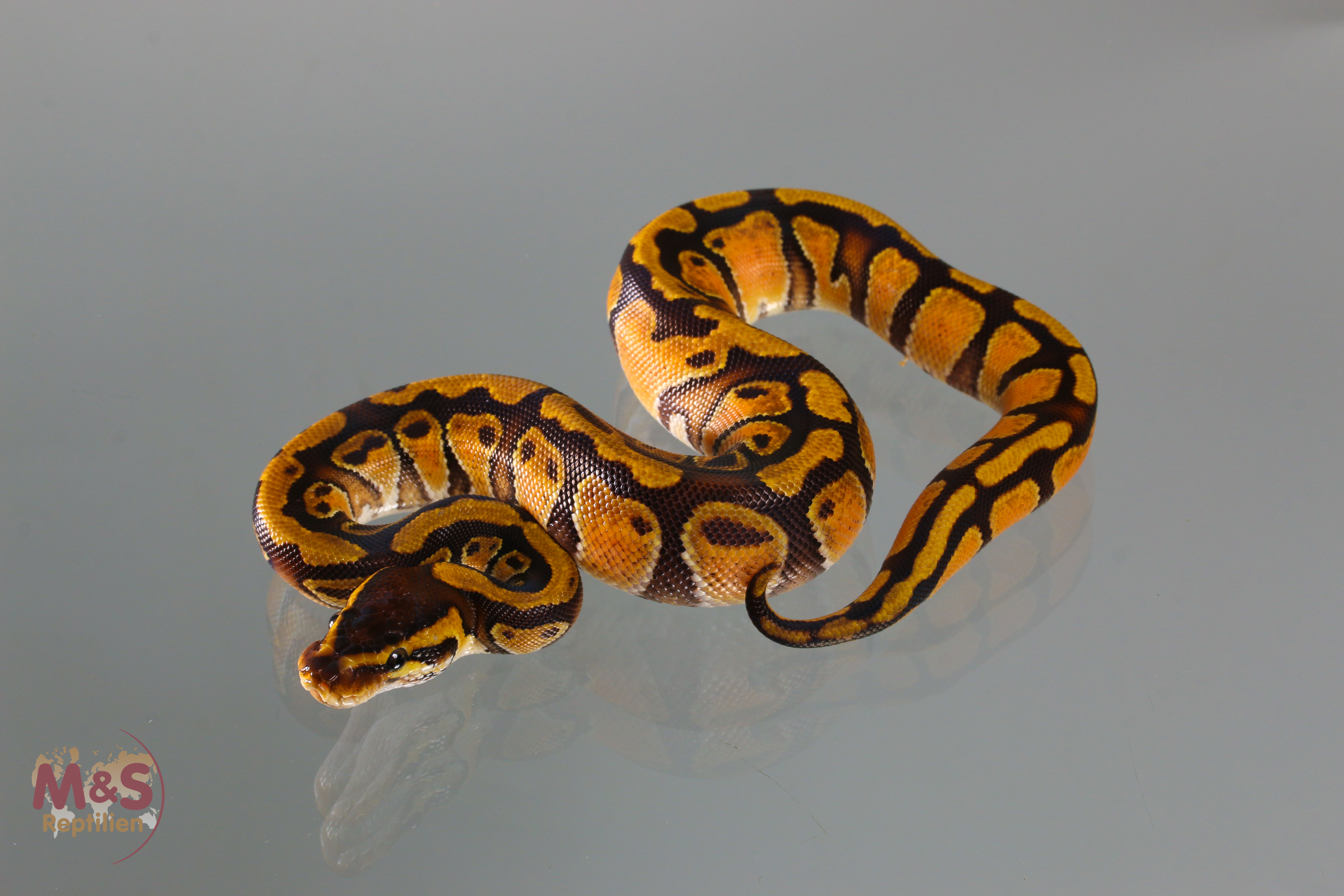 1.0 (Male) Enchi 50 % poss. Sunset Königspython NZ´M&S´19 regius