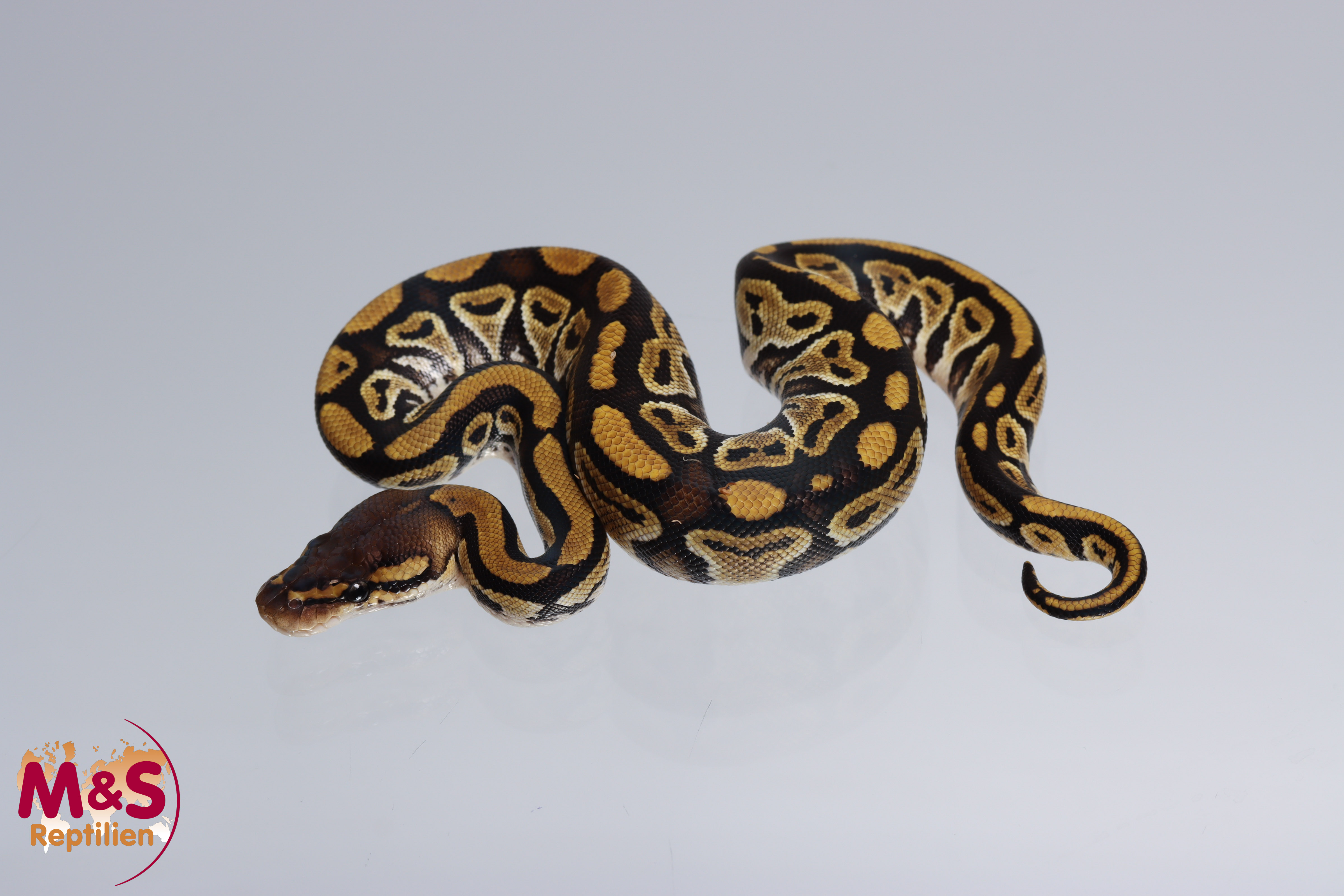 0.1 (Female) 100% hetero Clown Königspython NZ´M&S'25 Python regius ...