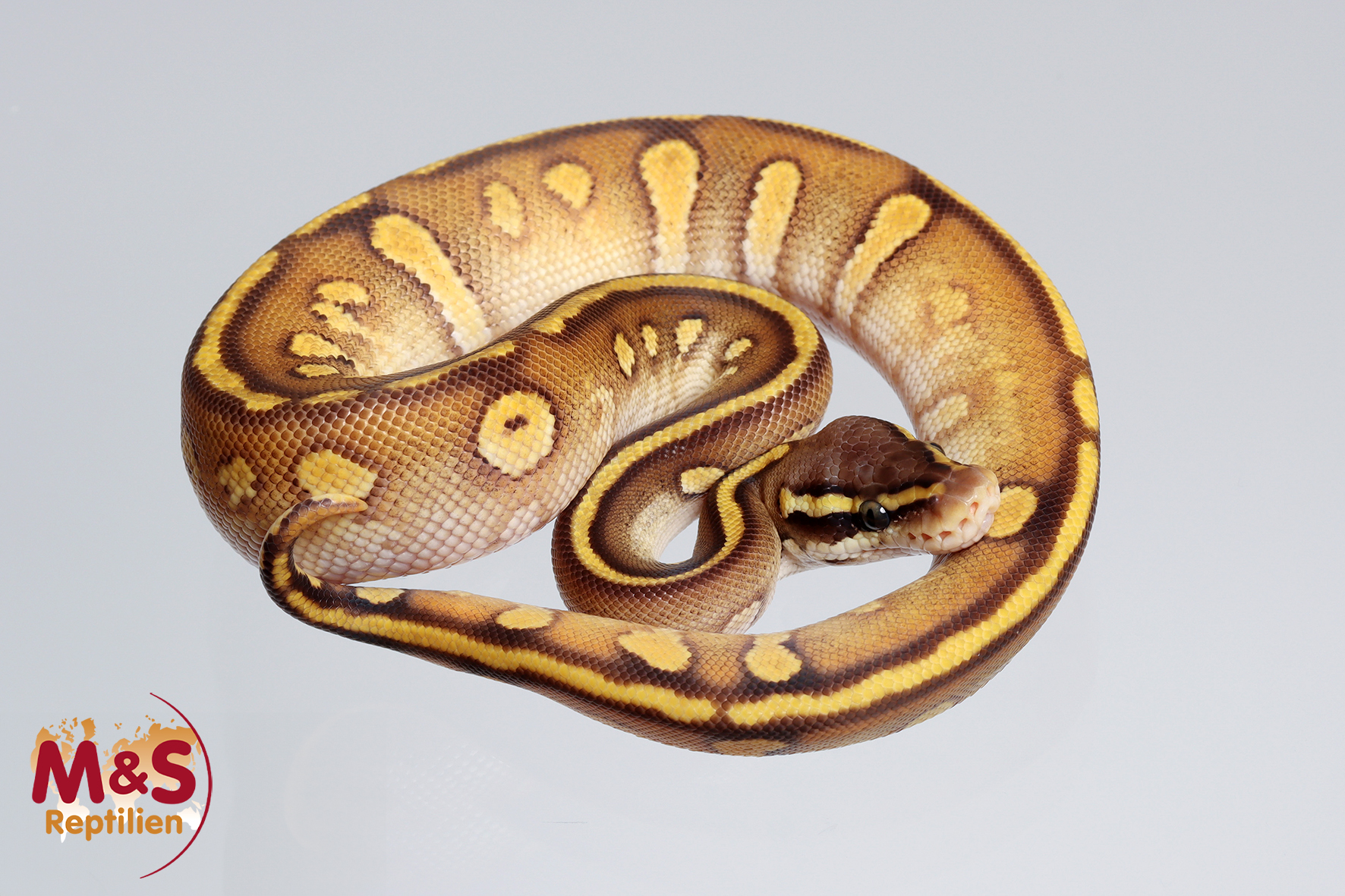 1.0 (Male) Stranger Enchi Mojave Königspython NZ´M&S´24 Python regius