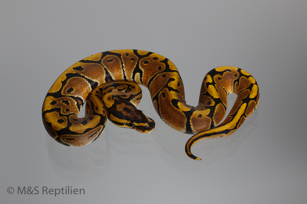 0.1 (Female) Creme- Vanilla Königspython NZ´M&S´16 Python regius