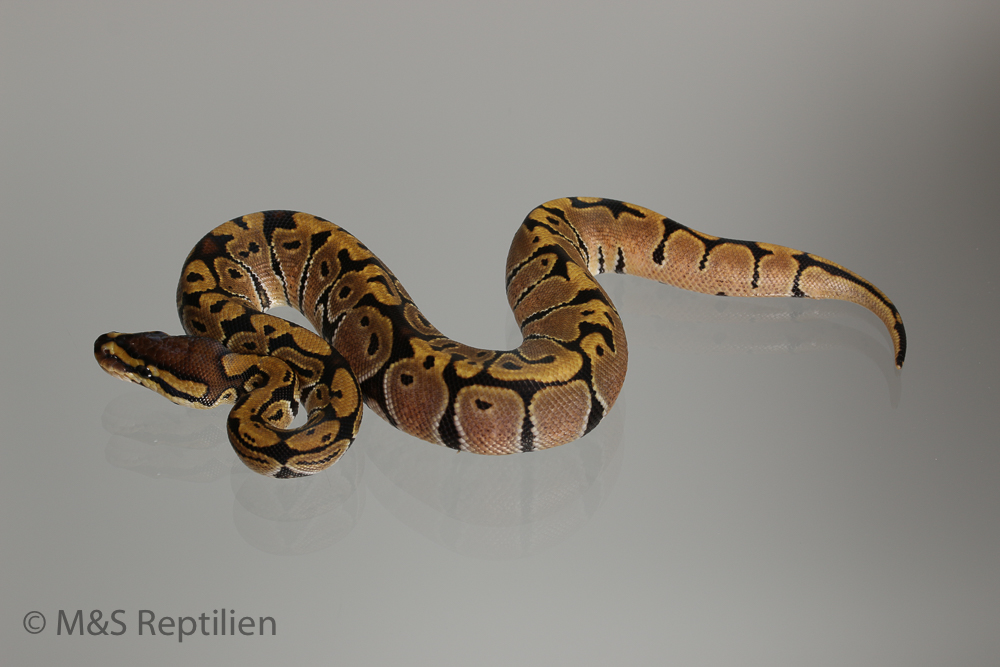 0.1 (Female) Creme Königspython NZ´M&S´16 Python regius