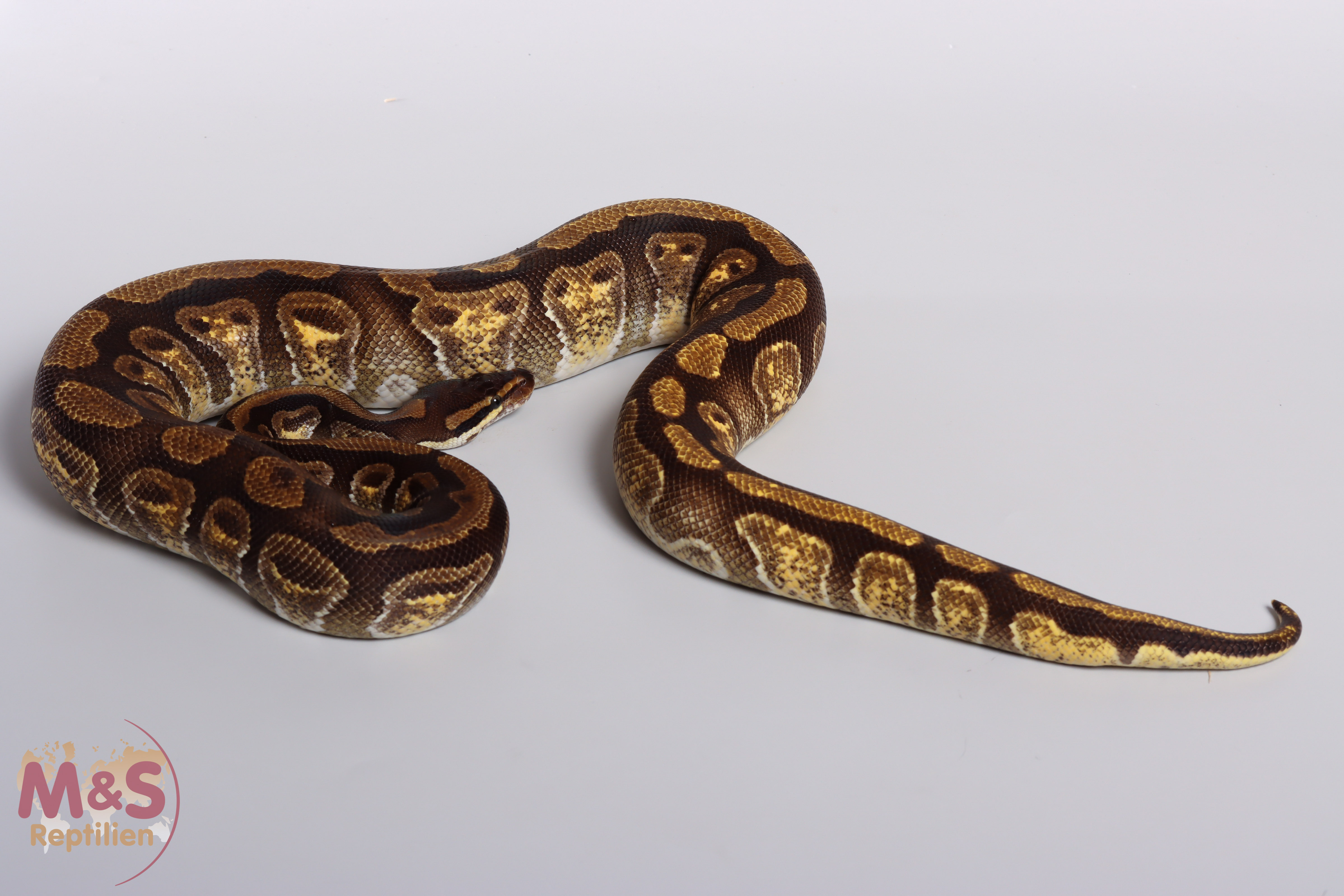 1.0 (Male) Enchi 50 % poss het. Sunset Königspython ( ca.1000g) NZ´M&S´18 Python regius