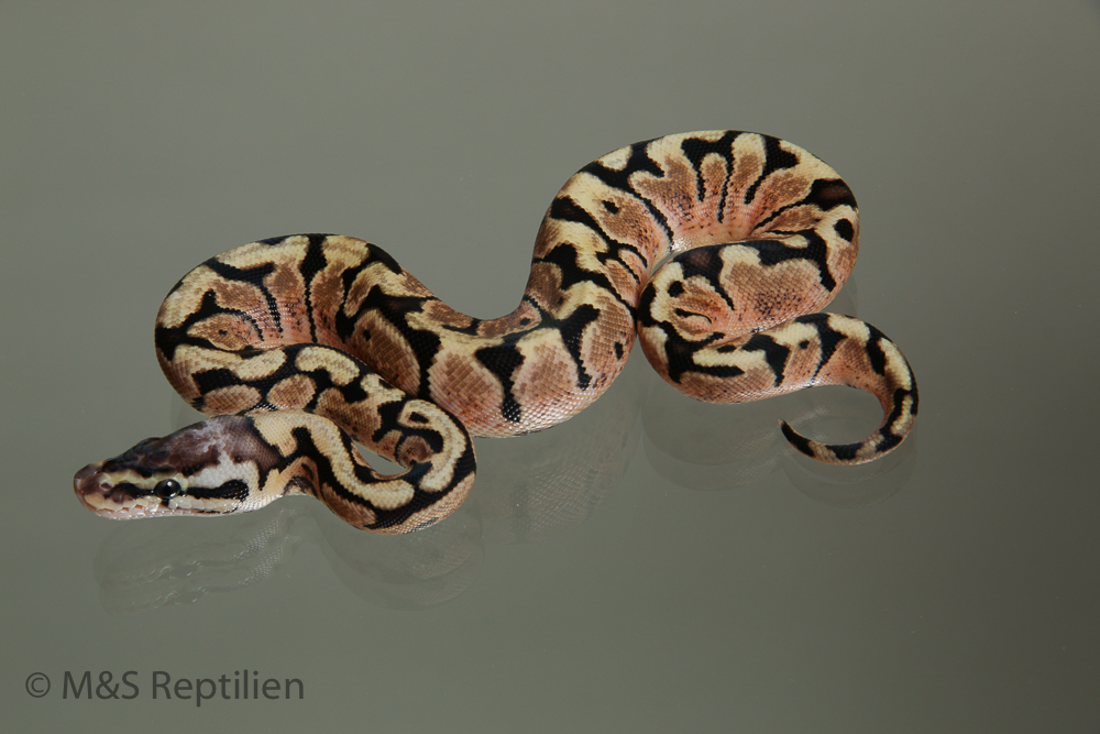 Female (0.1) GHI - Pastel - Woma NZ´M&S´15 Python regius
