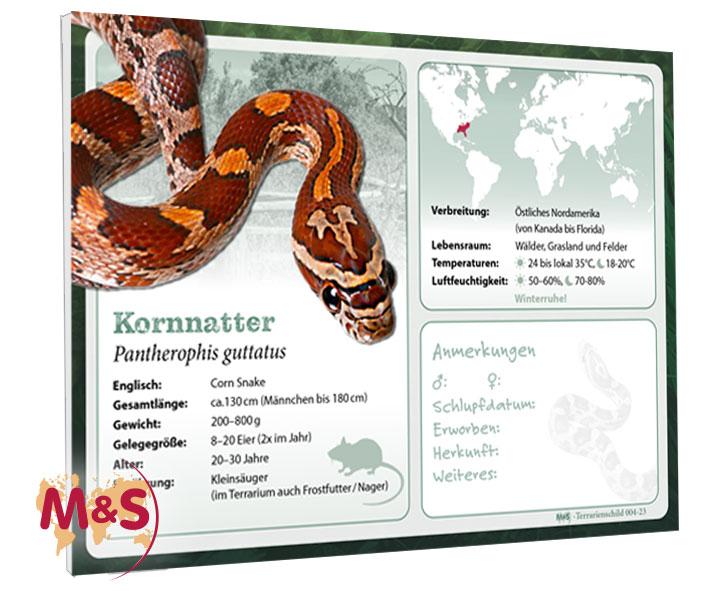 Terrarienschild (Zooschild) Kornnatter, Pantherophis guttata