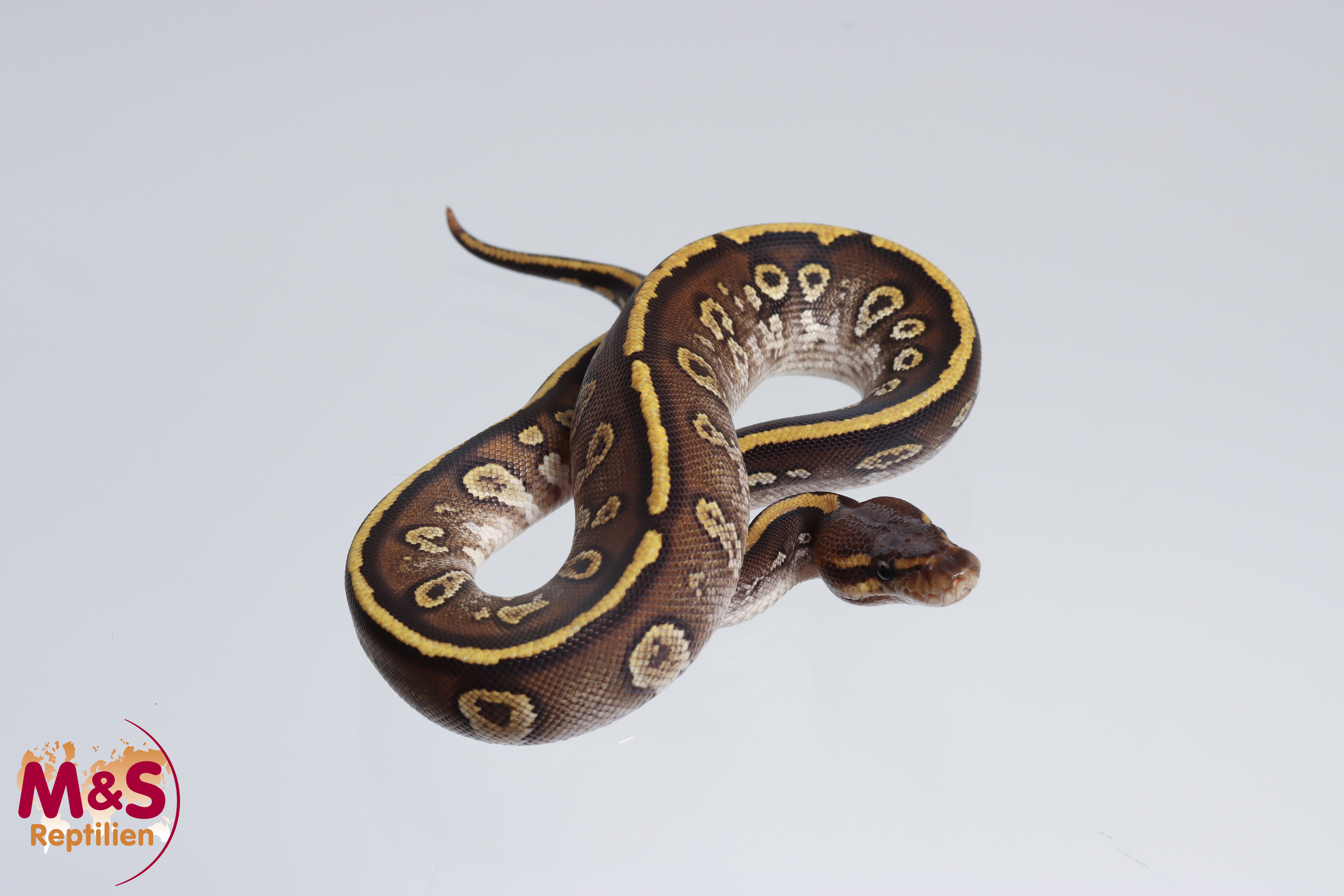 0.1 (Female) Mojave Stranger Königspython NZ´M&S´24 Python regius