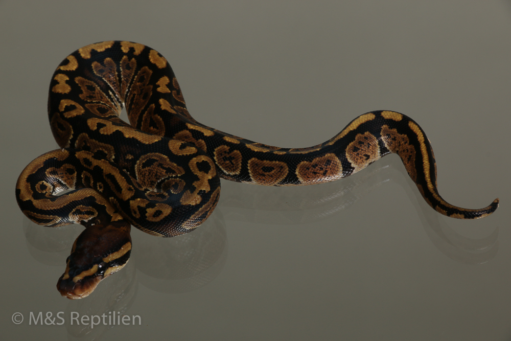 Female (0.1) Circle Ball NZ´M&S´15 Python regius