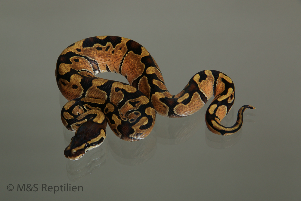 Female (0.1) Enchi Ball NZ´M&S´15 ( ca. 1000 gramm)  ( 09/2017)  Python regius