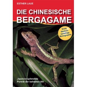 Die Chinesische Bergagame - Japalura splendida, Portrait der beliebten Art  (Esther Laue)