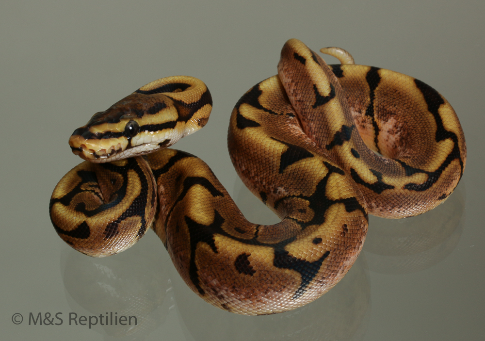 Female (0.1) Spider 100% doppel hetero Piebald Ultramel NZ´M&S´15 Python regius