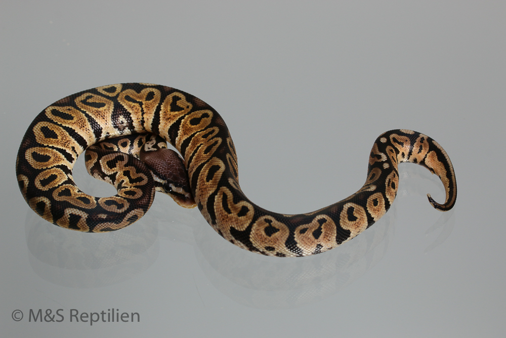 1.0 (Male) Green Pastel Königspython NZ´M&S´16 Python regius