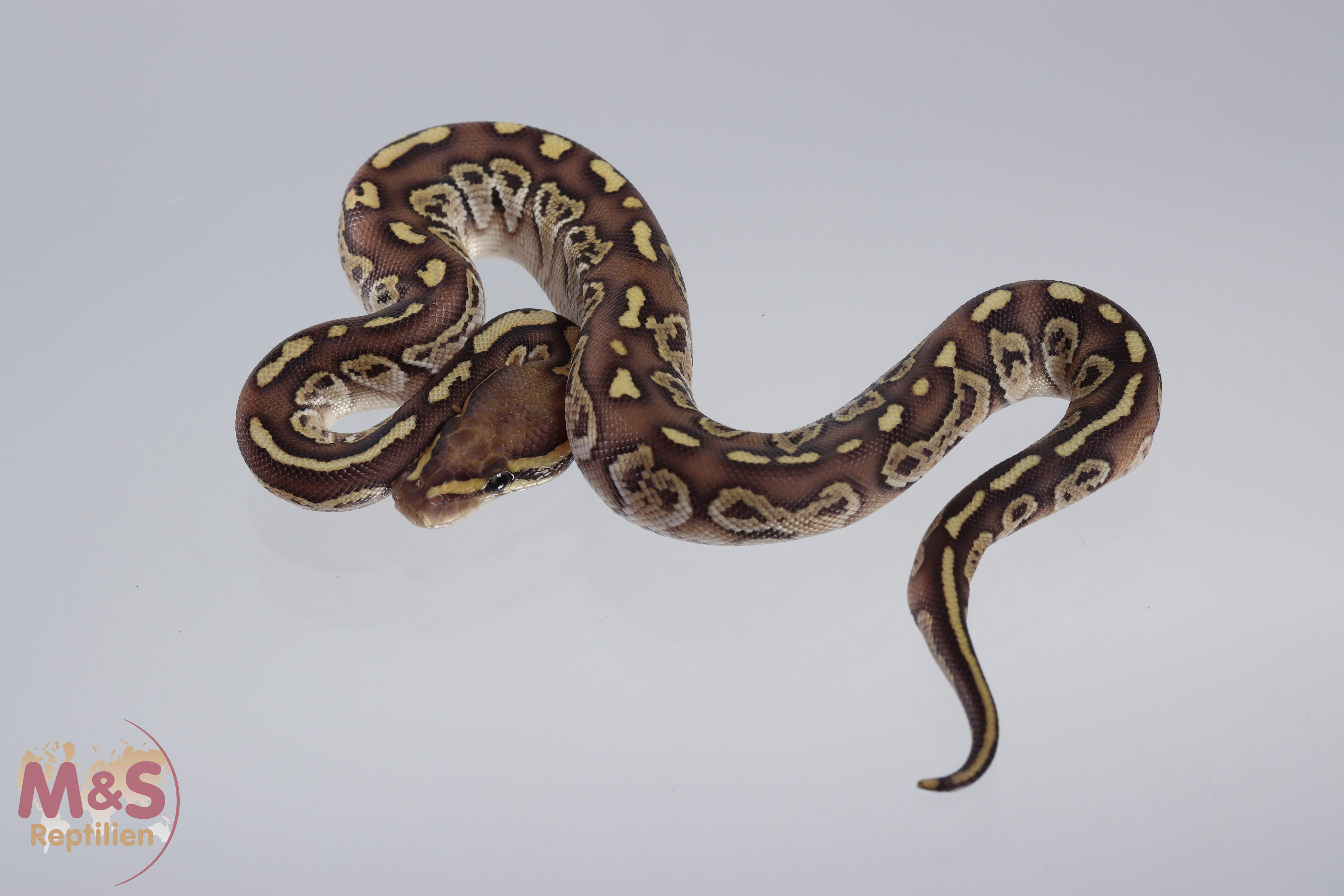 1.0 (Male) Butter - Super Circle Königspython NZ´M&S´21 Python regius