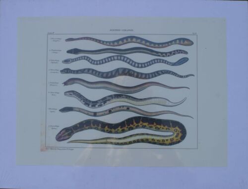 Grafik - Schlangen II