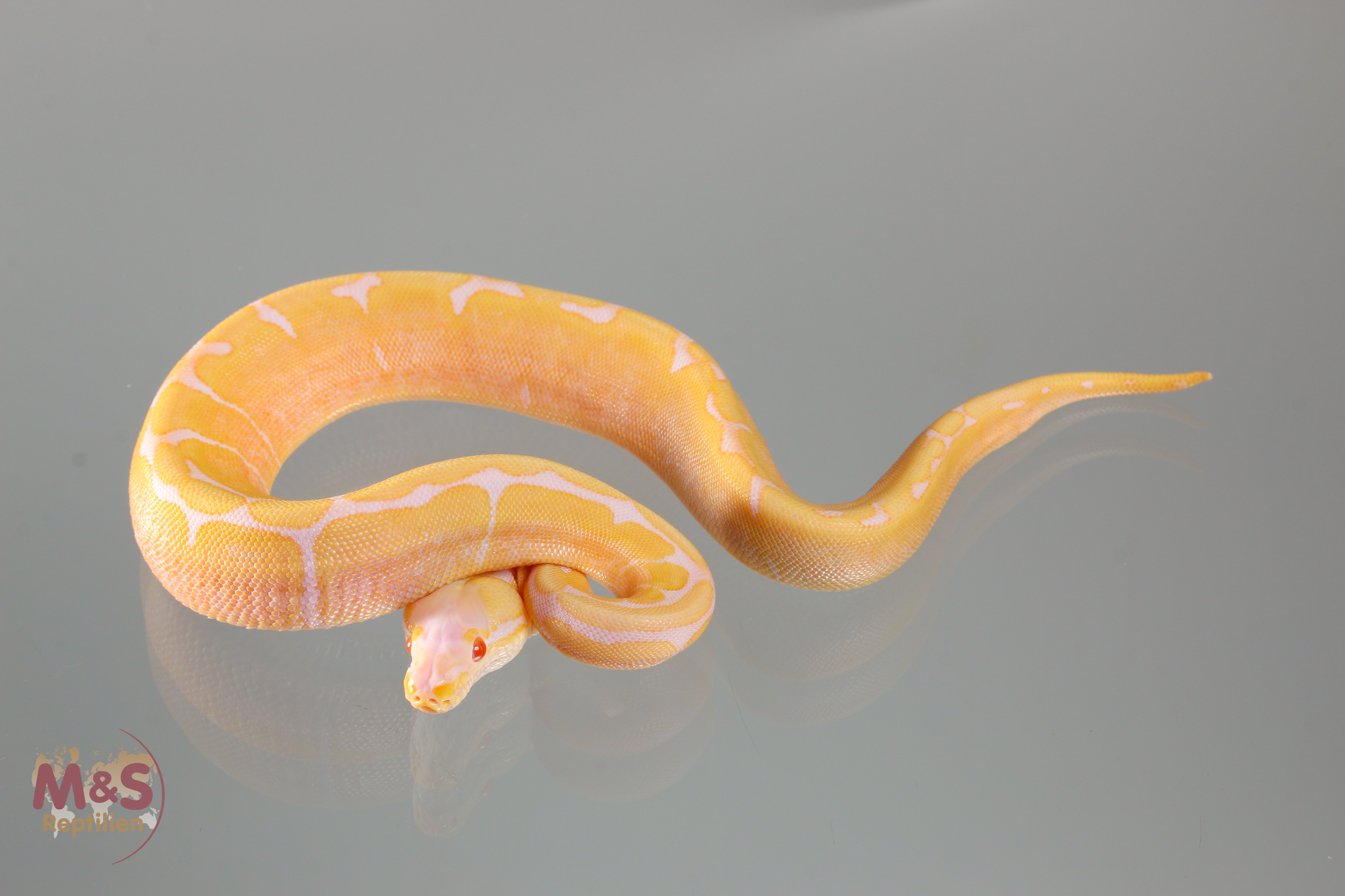 1.0 (Male) Albino Scaleless Head Spider Königspython NZ´M&S´19 Python regius