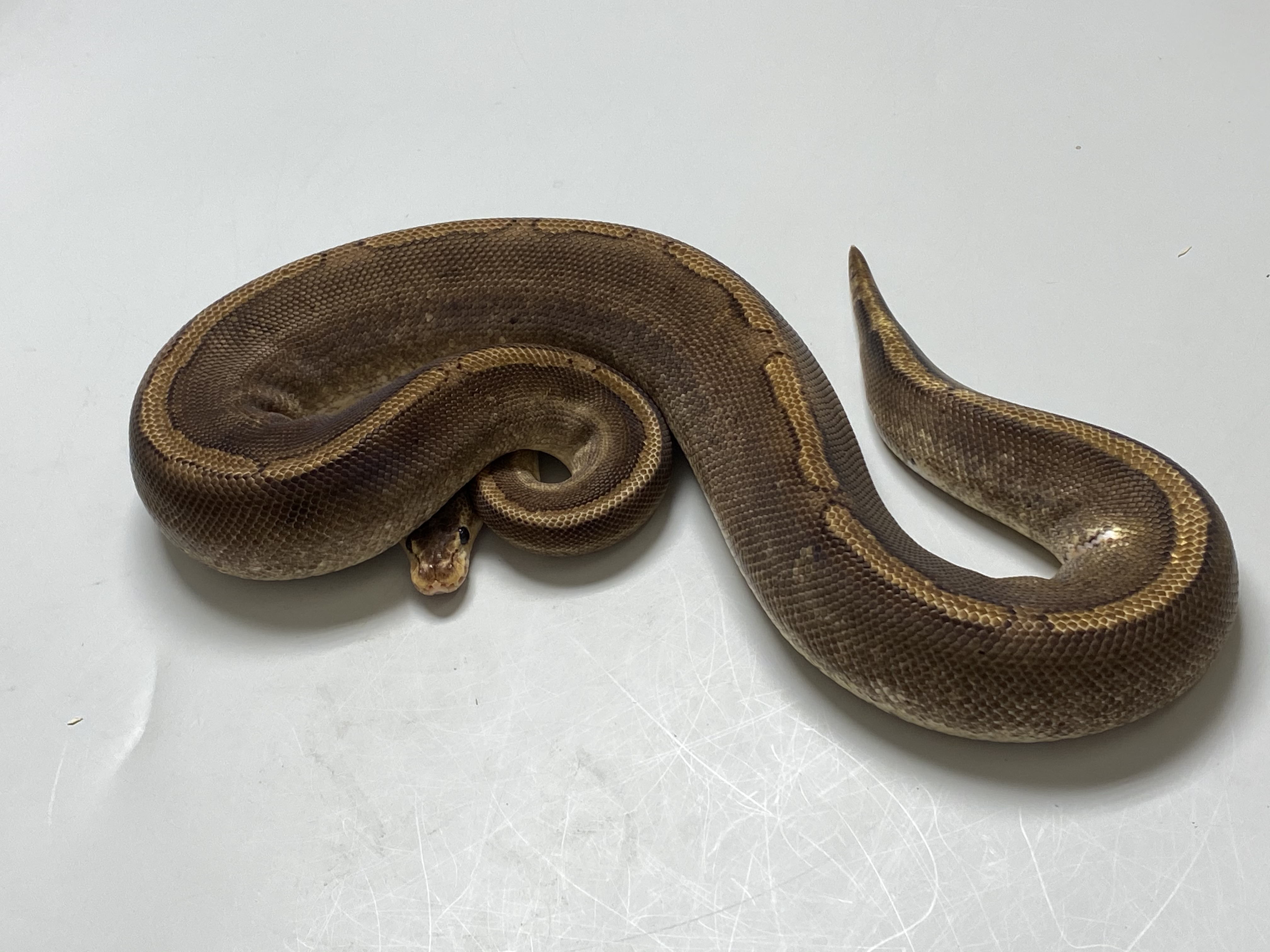 Female (0.1) Champagne Poss. Gravel (Poss. Highway-Maker) NZ´M&S´15 Python regius