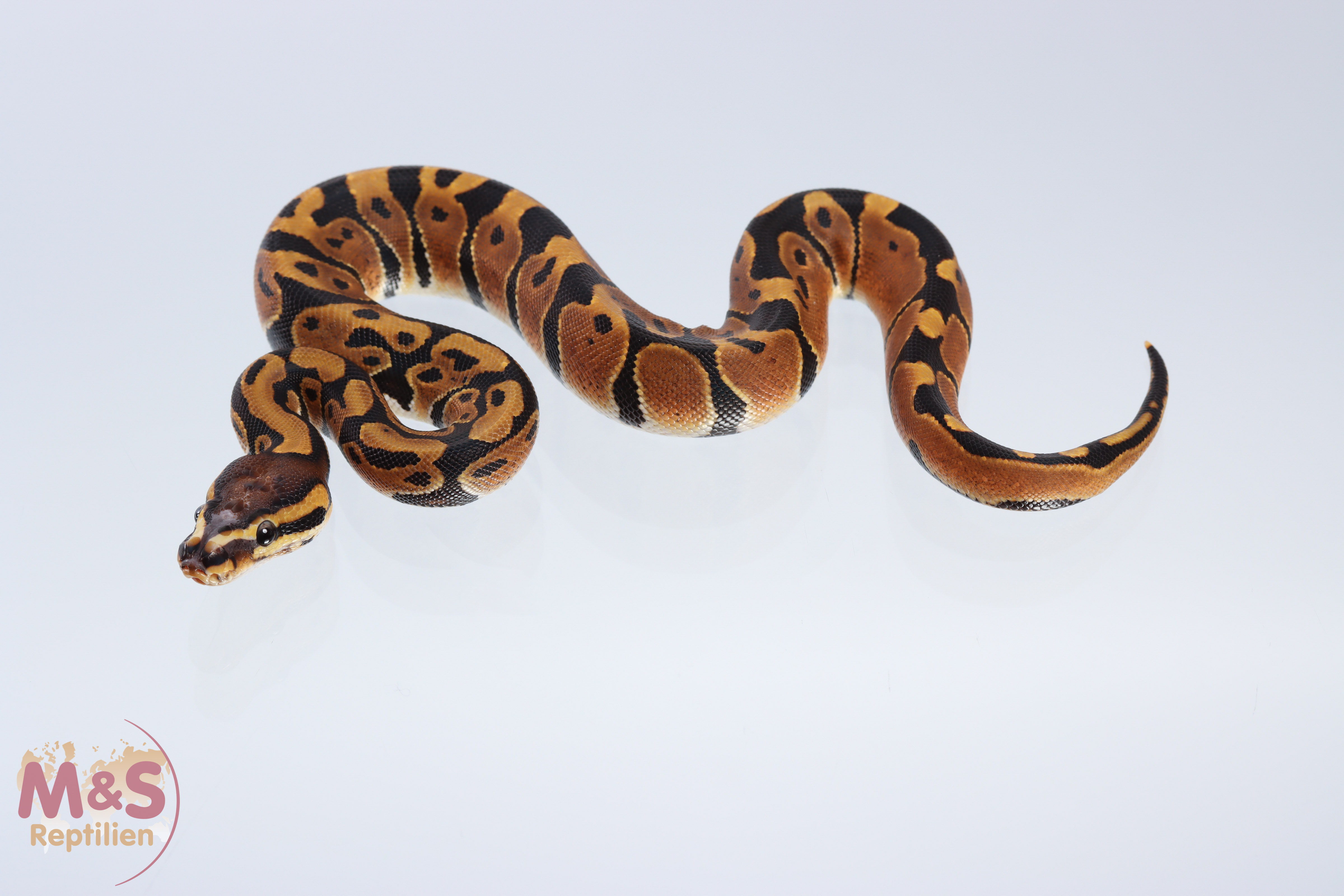 1.0 (Male) Scaleless Head Königspython DNZ´20 Python regius