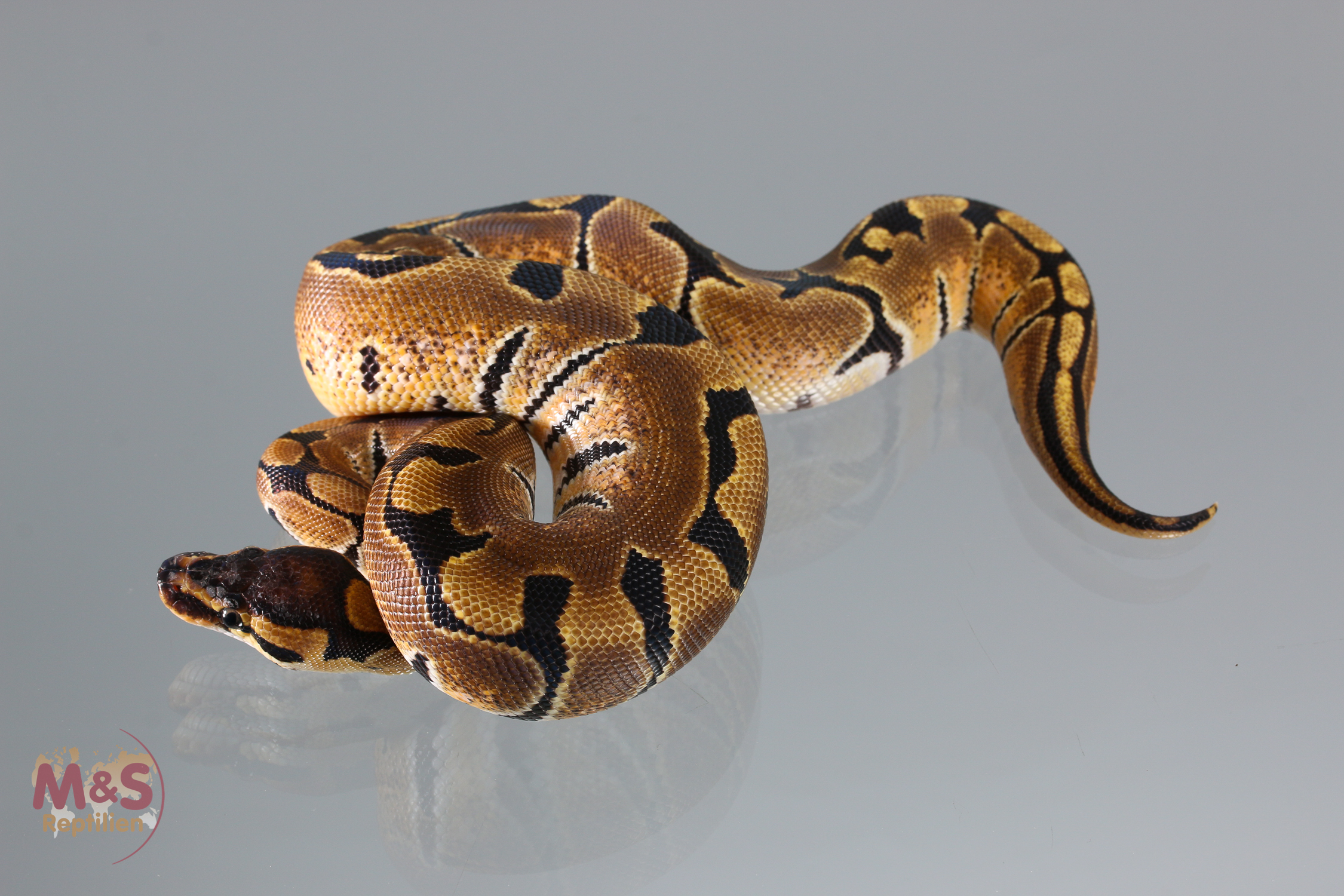 0.1 (Female) Creme Königspython NZ´M&S´18 Python regius