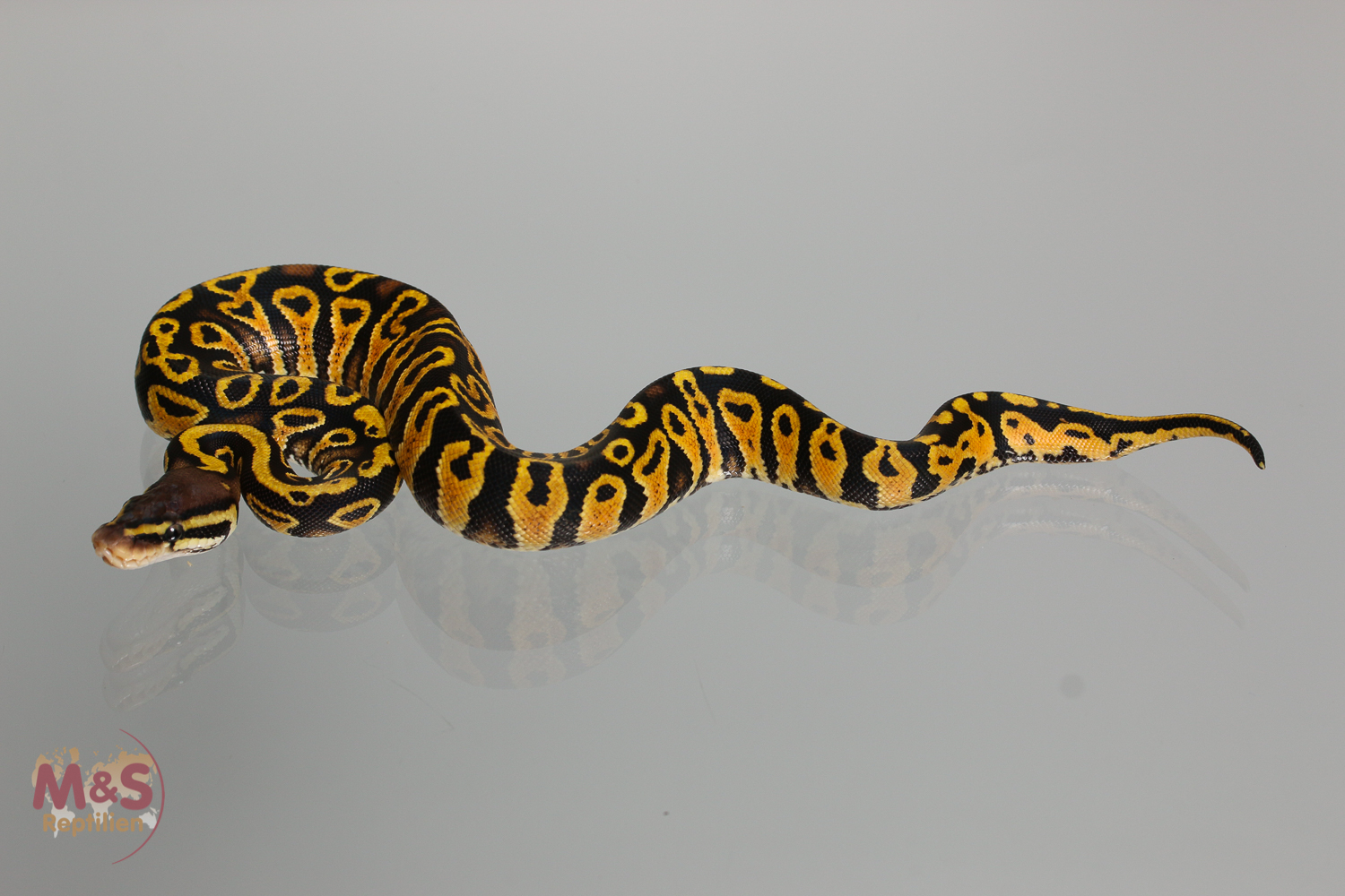0.1 (Female)  Pastel poss. Gravel Königspython NZ´M&S´17 Python regius
