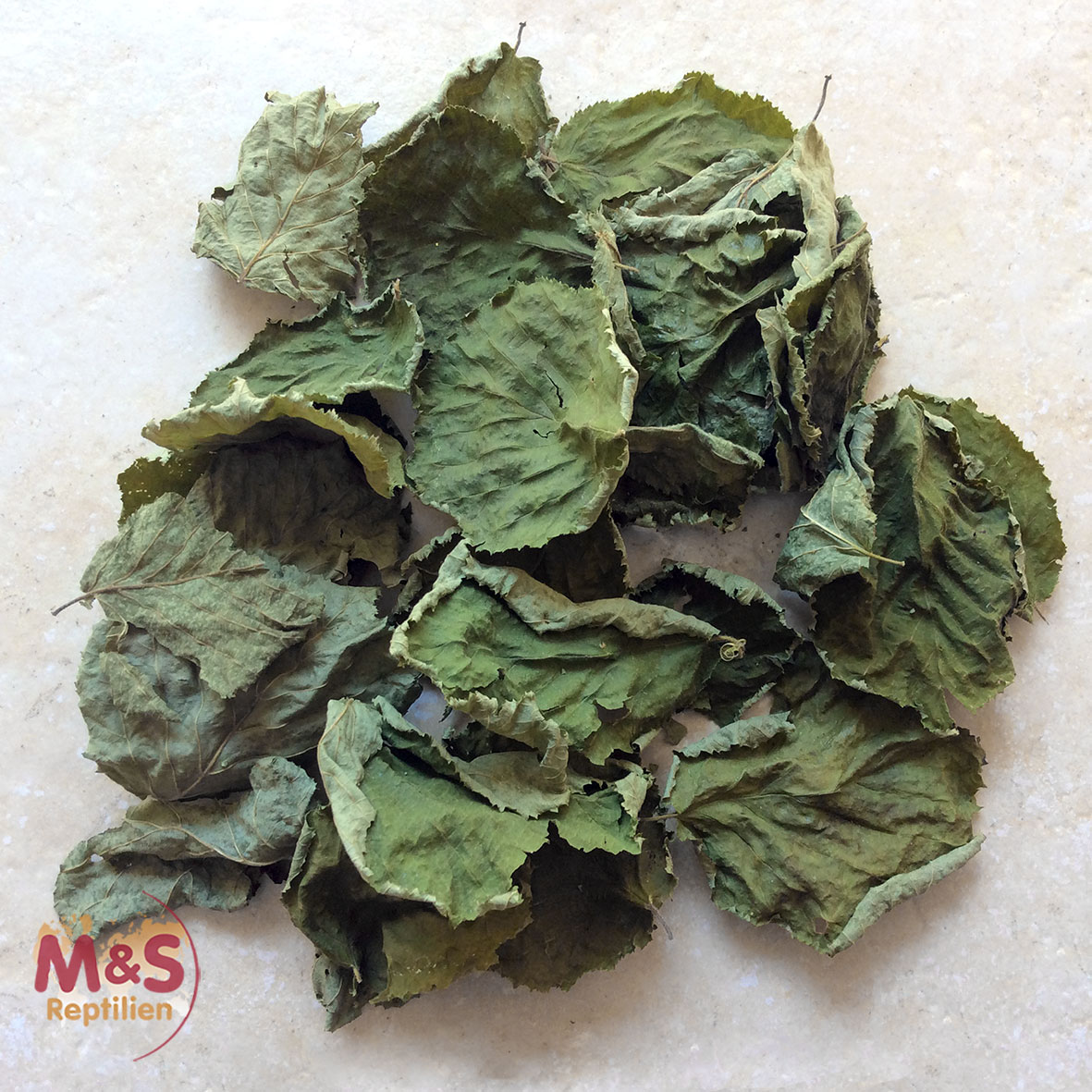 Haselnussblätter grün, getrocknet, Futter/Dekoblätter (30 Stück)