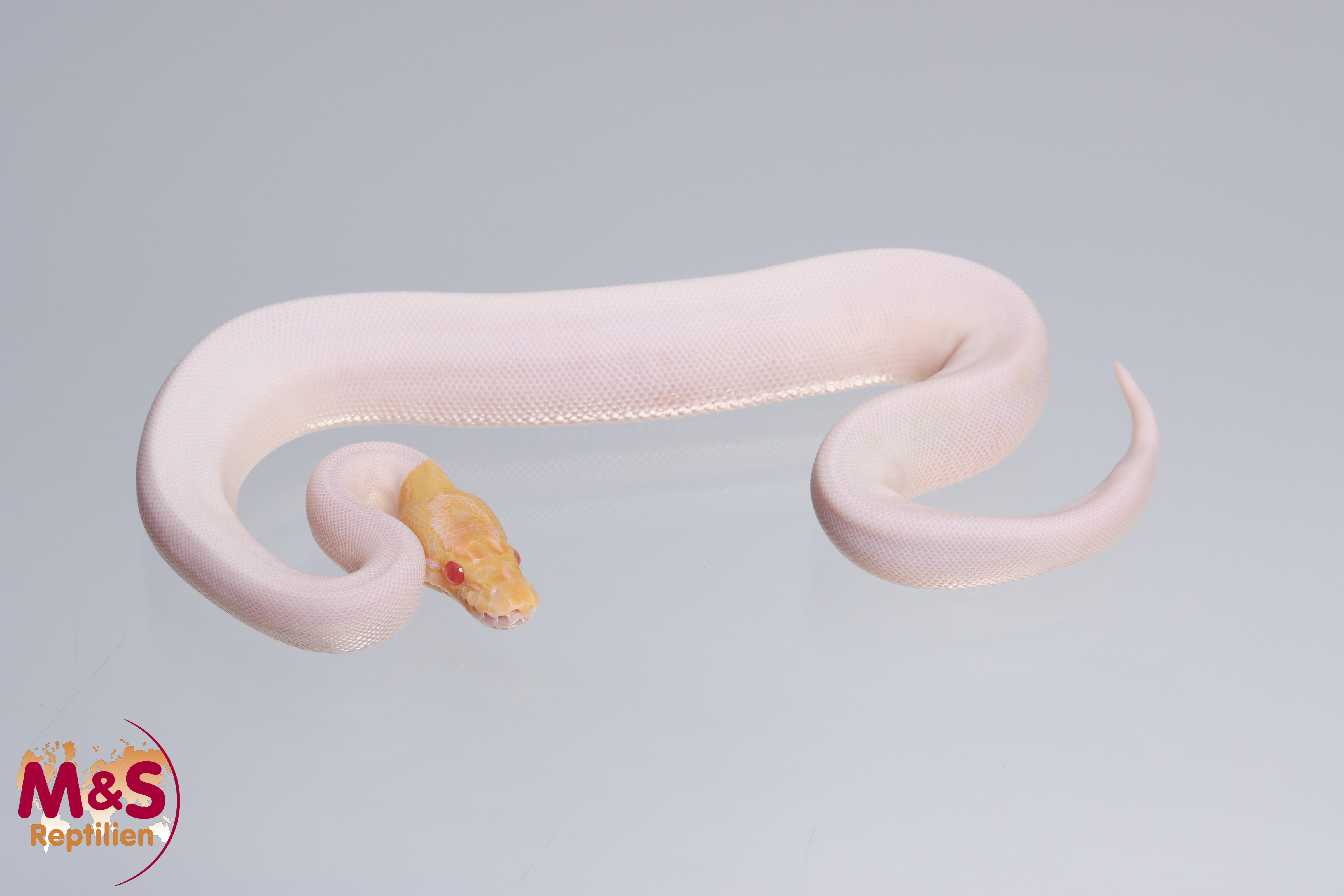 0.1 (Female) Albino - Piebald - Spider Königspython NZ´M&S´22 Python regius