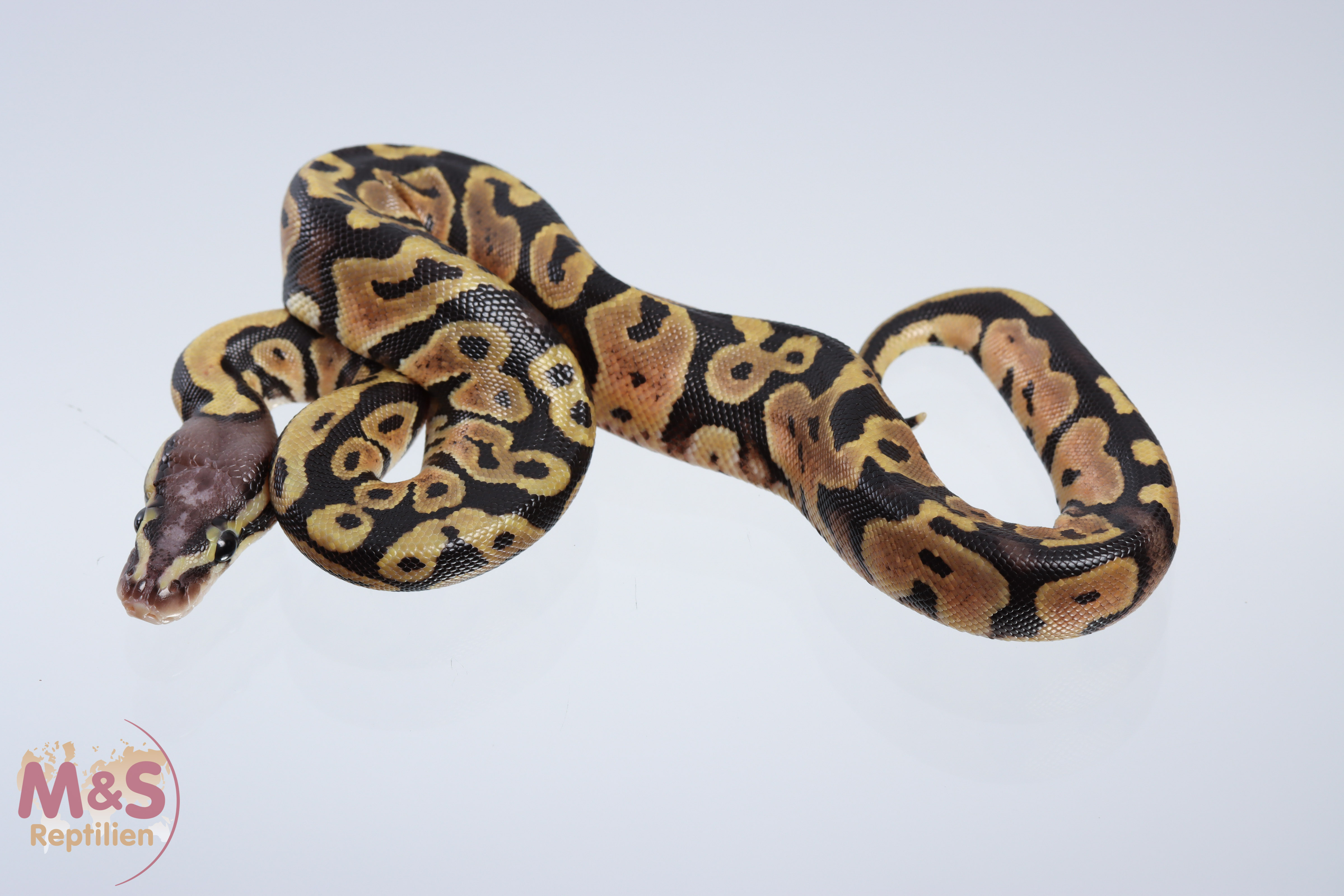 0.1 (Female) Pastel - Scaleless Head Königspython DNZ´20 Python regius