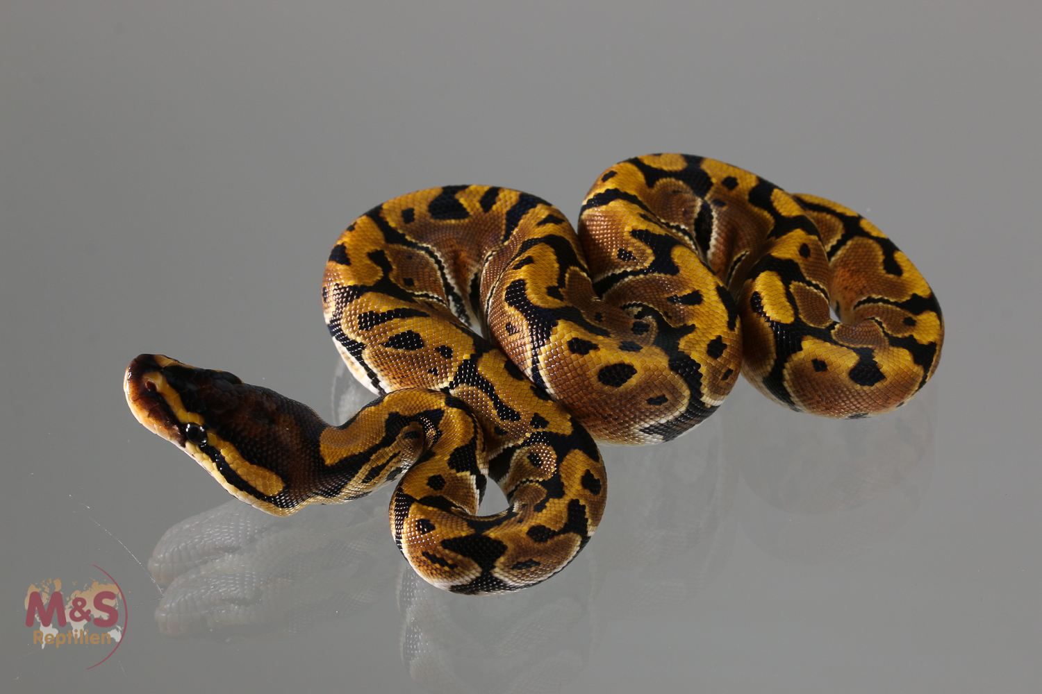 0.1 (Female) Creme Königspython NZ´M&S´18 Python regius