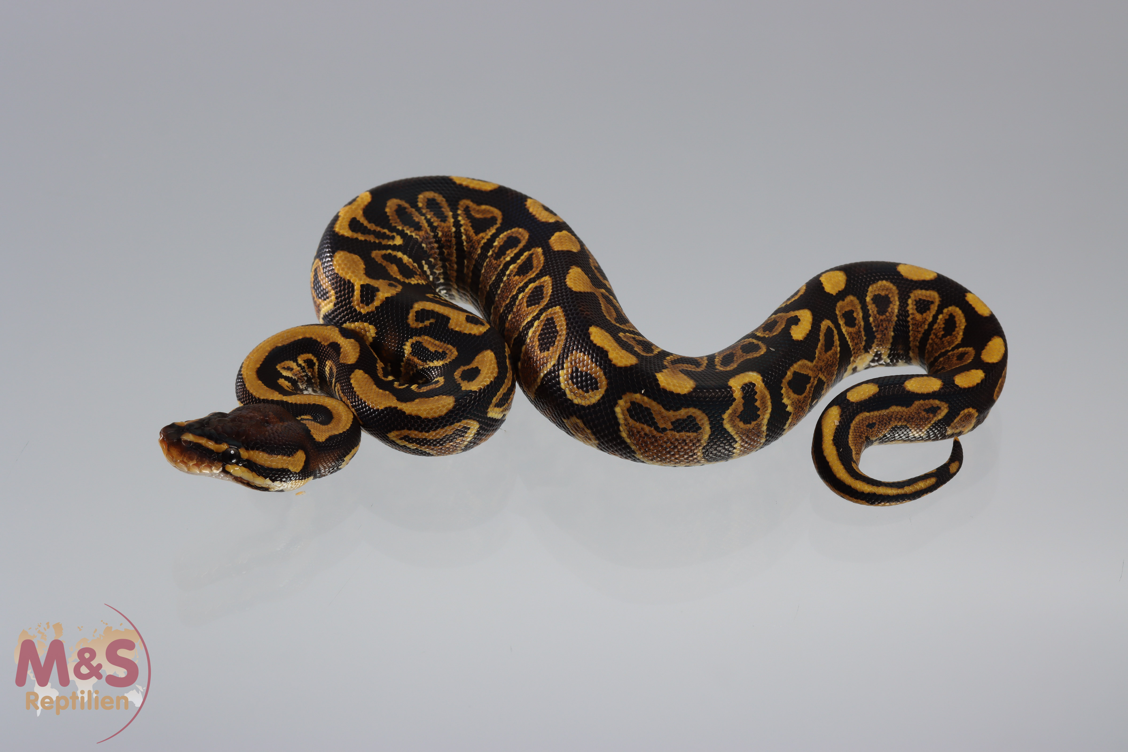 0.1 (Female) Gravel Königspython NZ´M&S´20 Python regius