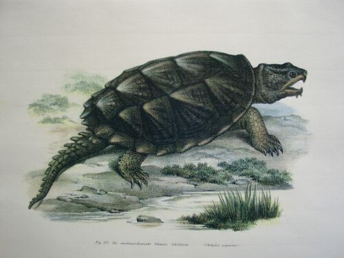 Grafik - Die nordamer.  Schwanzschildkröte