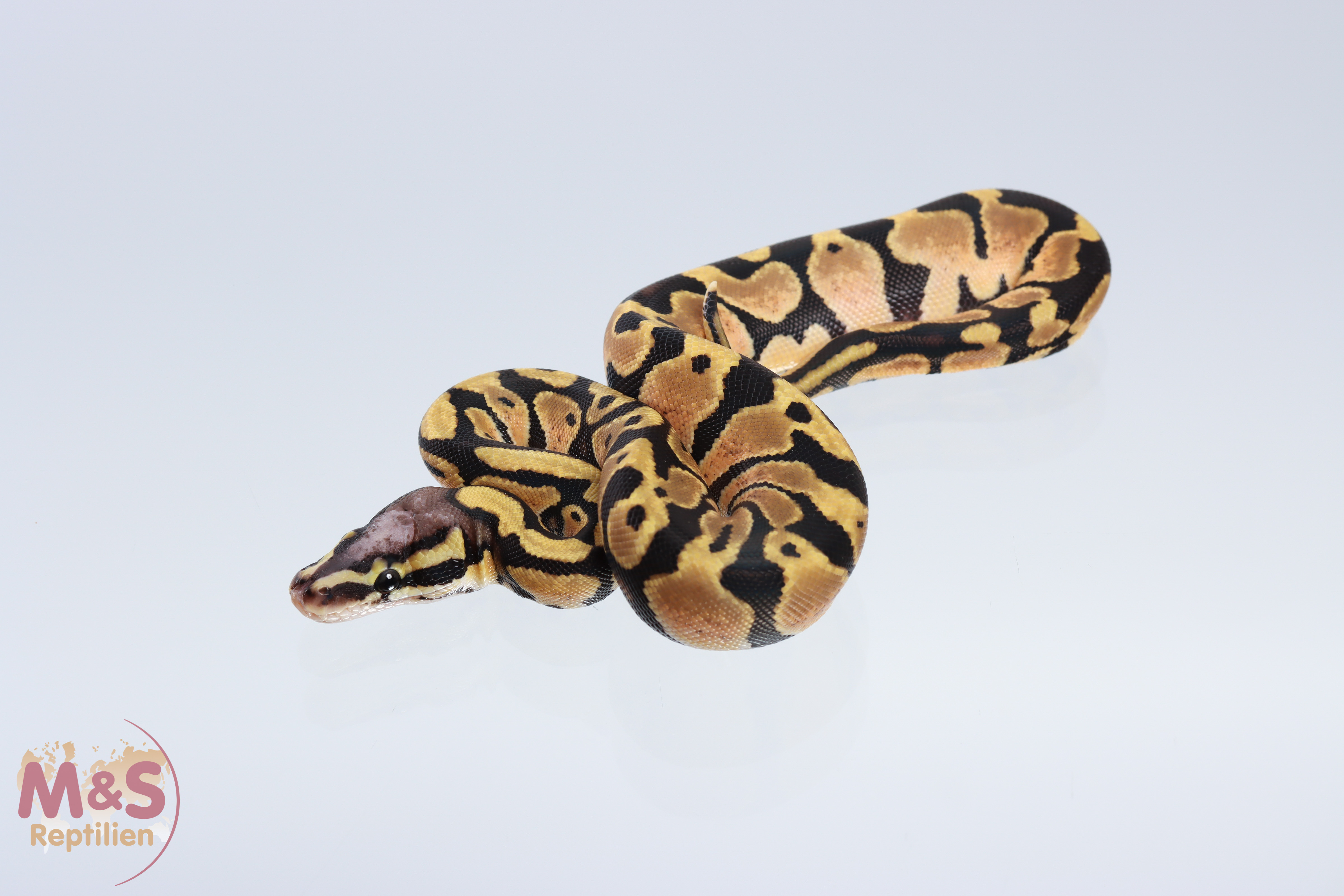 1.0 (Male) Pastel - Scaleless Head Königspython DNZ´20 Python regius