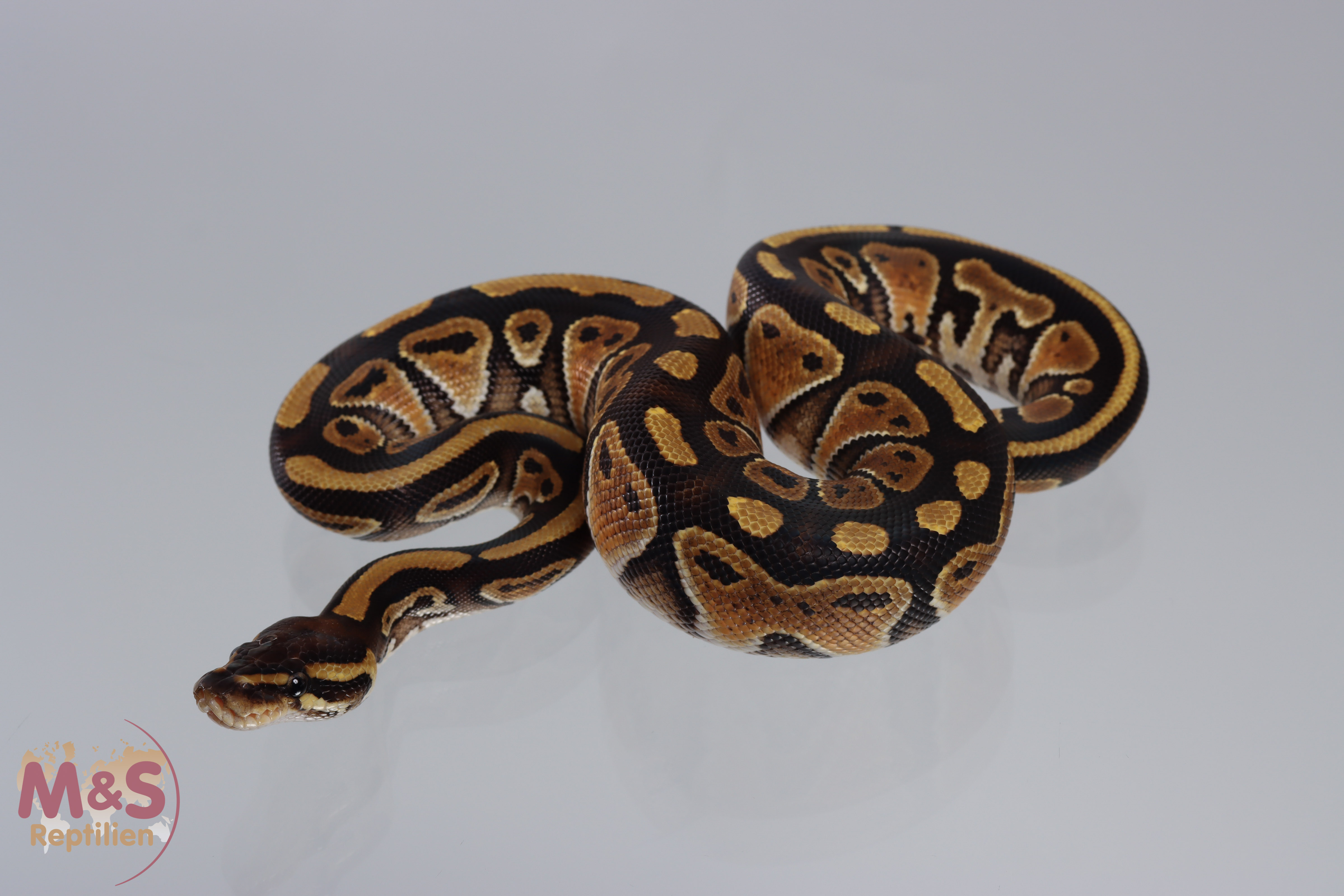 0.1 (Female) het. Russo 100% hetero Piebald Königspython DNZ´21 Python regius