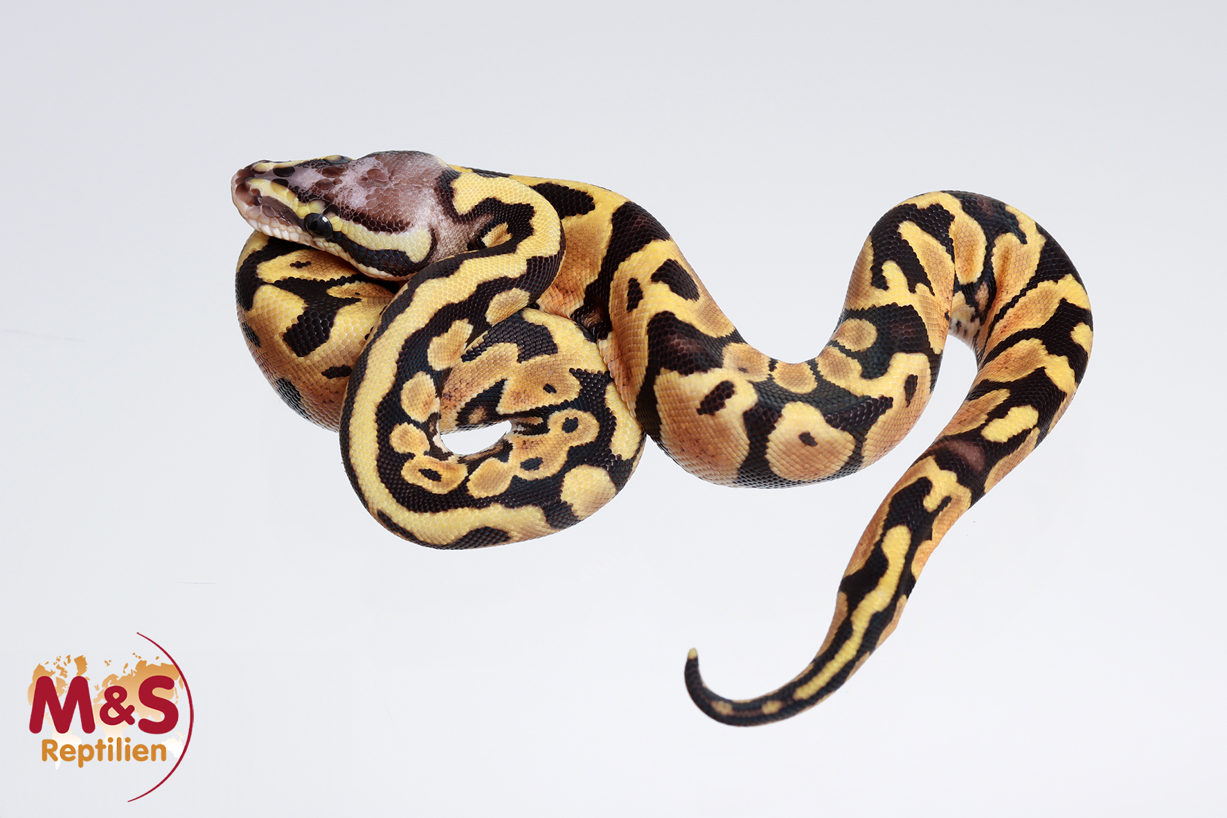 0.1 (Female) Pastel Scaleless Head 100 % het Ultramel Königspython NZ´M&S´24 Python regius