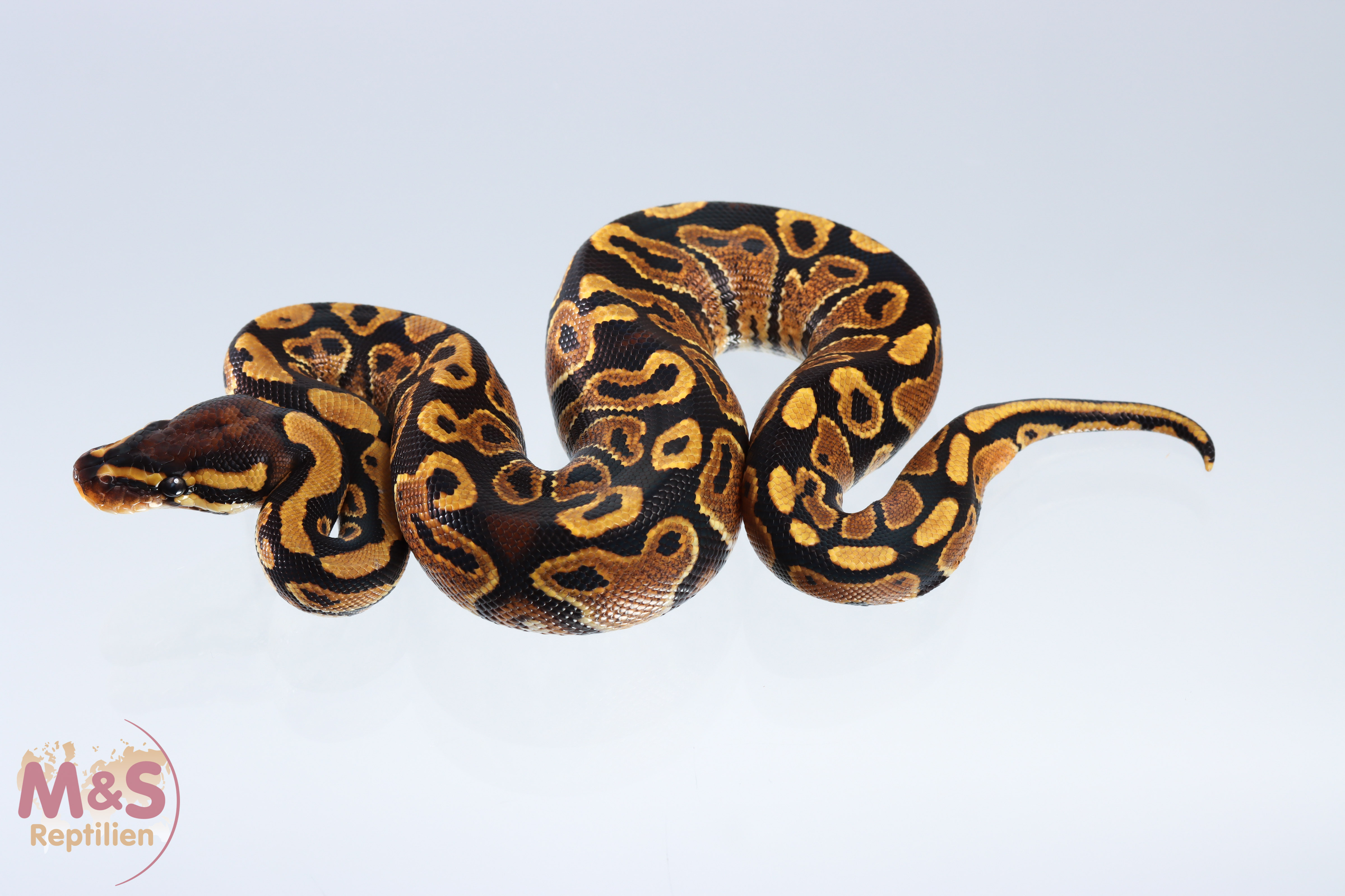 1.0 (Male) Gravel Königspython NZ´M&S´20 Python regius