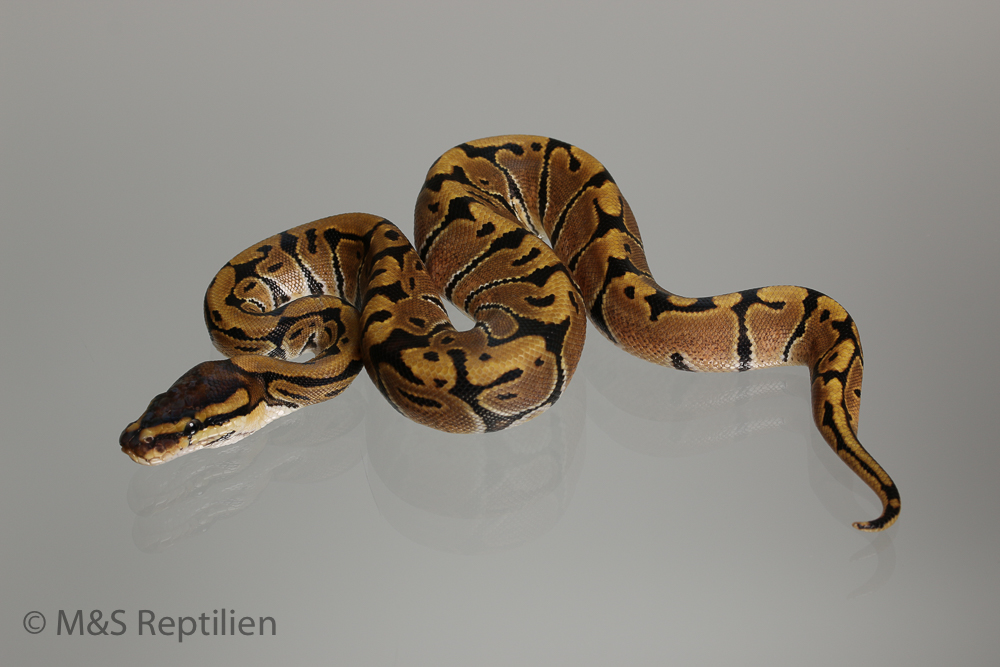 0.1 (Female) Creme Königspython NZ´M&S´16 Python regius