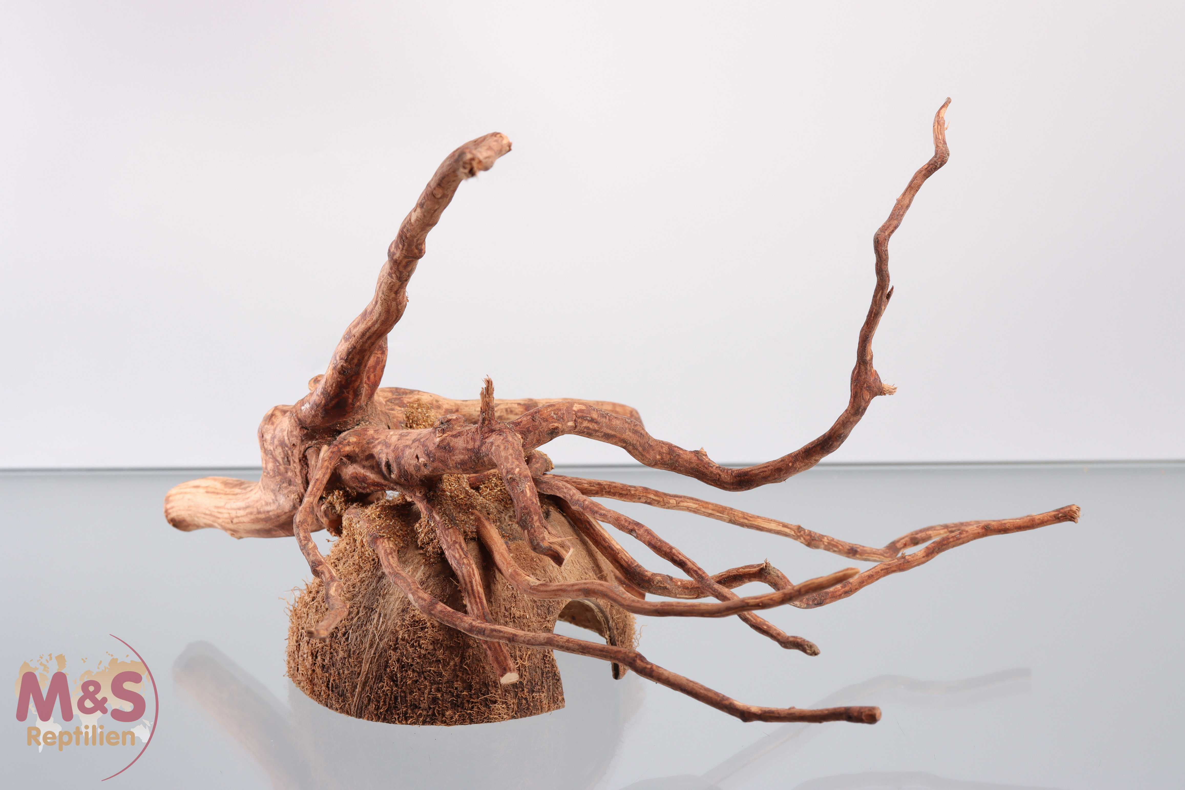 Coconut Cave mit Wurzel