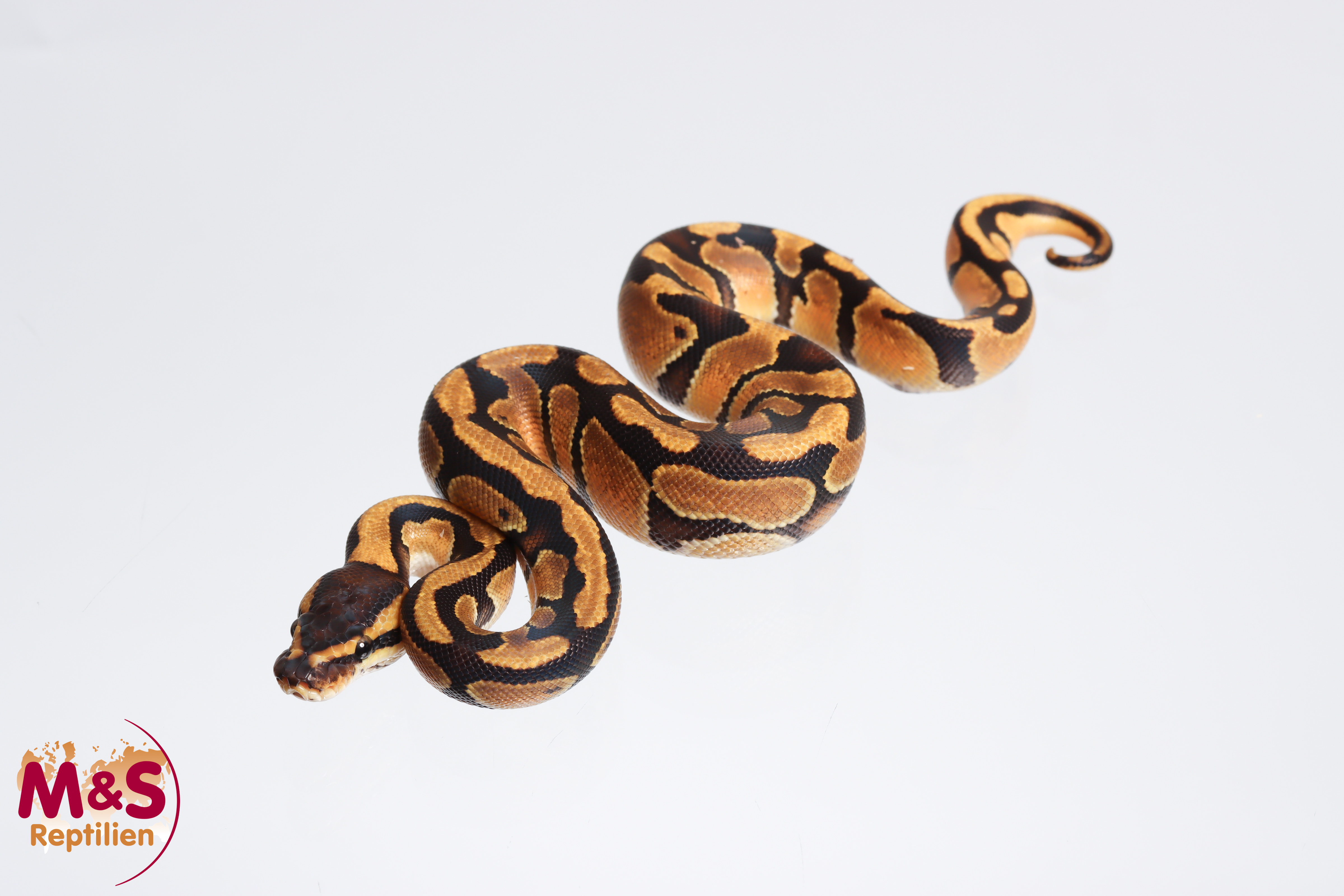 1.0 (Male) Enchi 66 % poss. hetero Sunset 50% poss. het. Clown Königspython NZ´M&S´23 P. regius