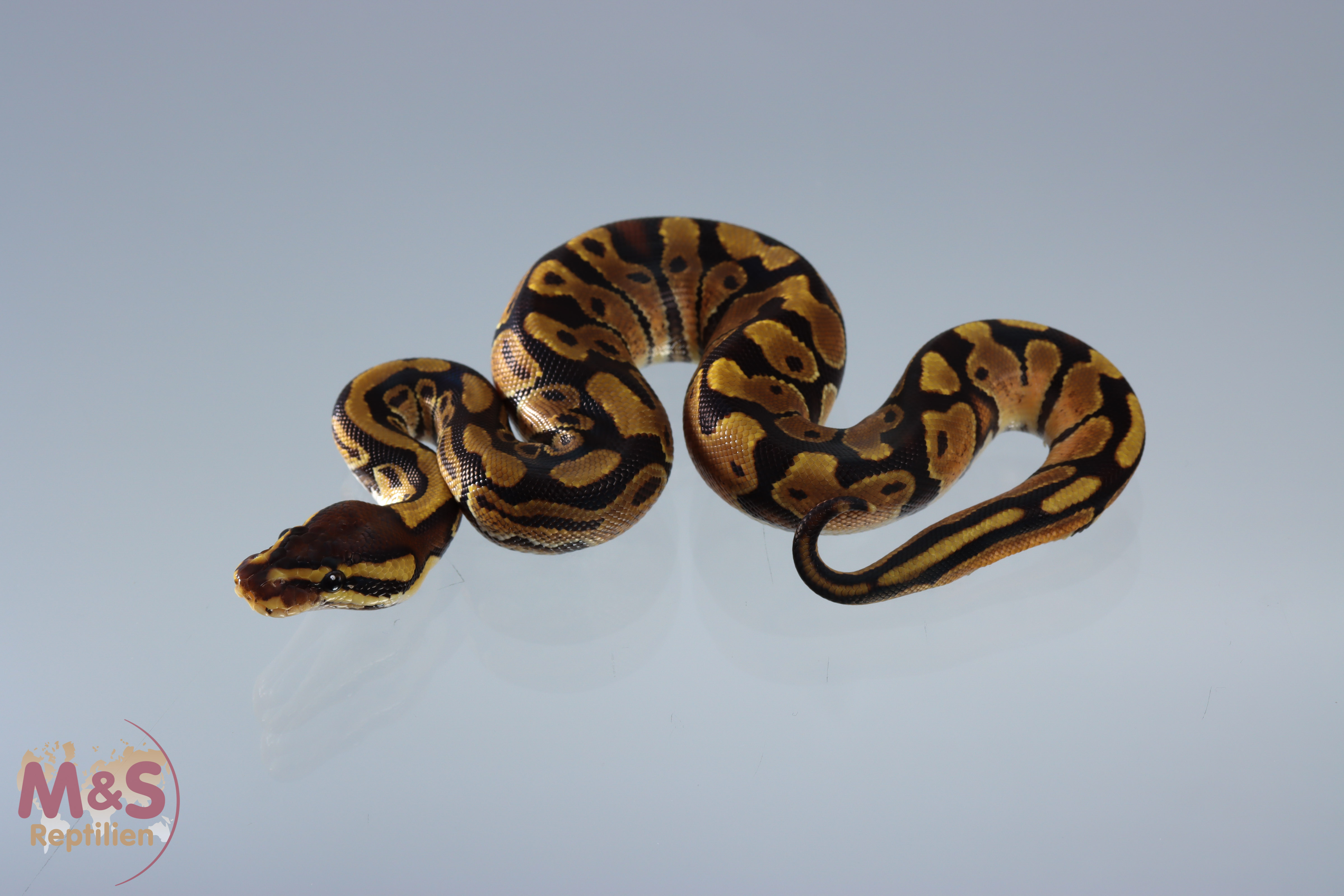 1.0 (Male) Enchi 66% poss het. Sunset Königspython NZ´M&S´20 Python regius