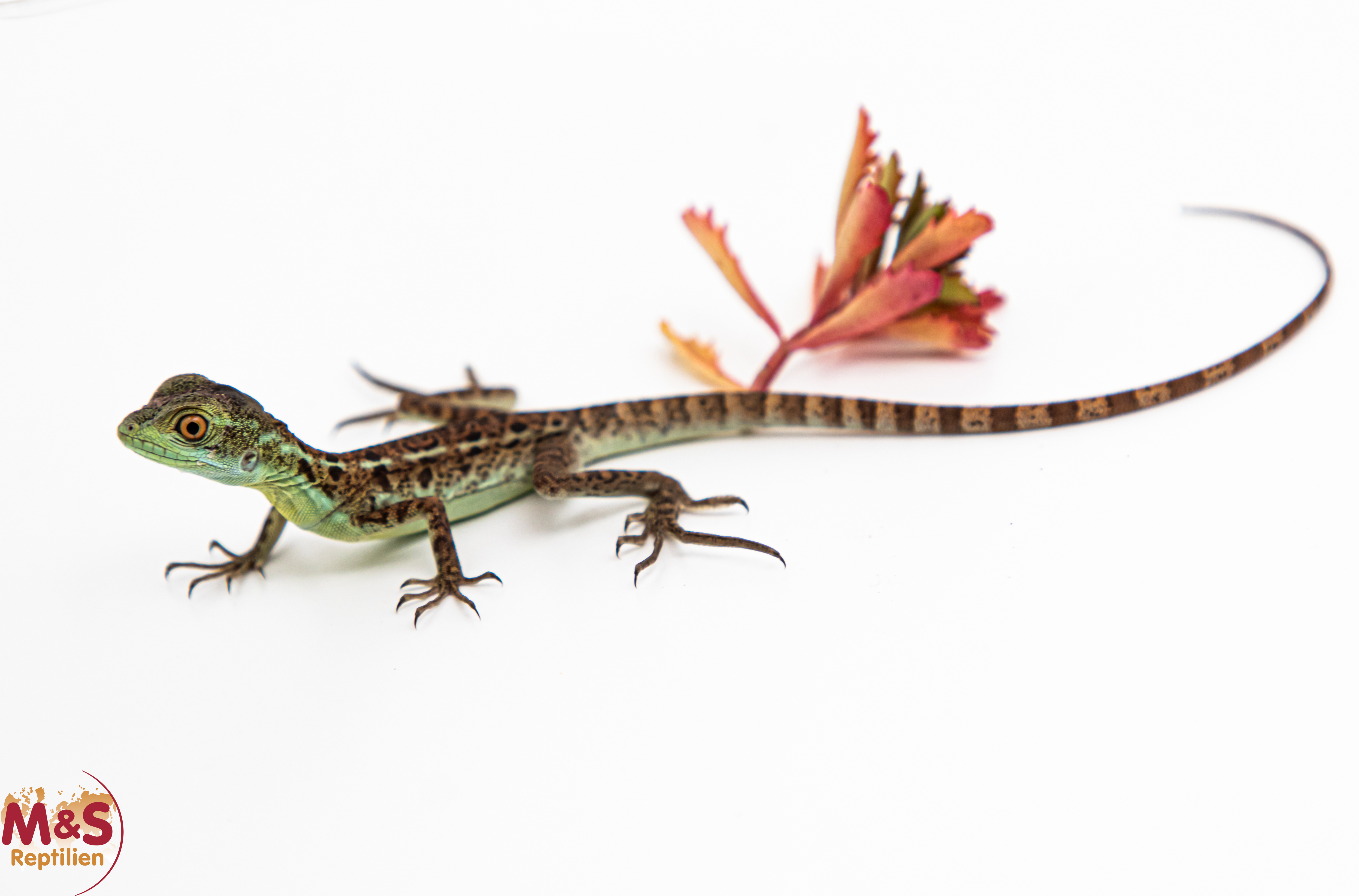 1.0 (Male) Stirnlappenbasilisk NZ´24 (subadult) Basiliscus plumifrons (Symbolbild)