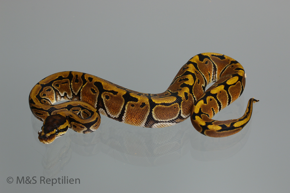 0.1 (Female) Creme Königspython NZ´M&S´16 Python regius