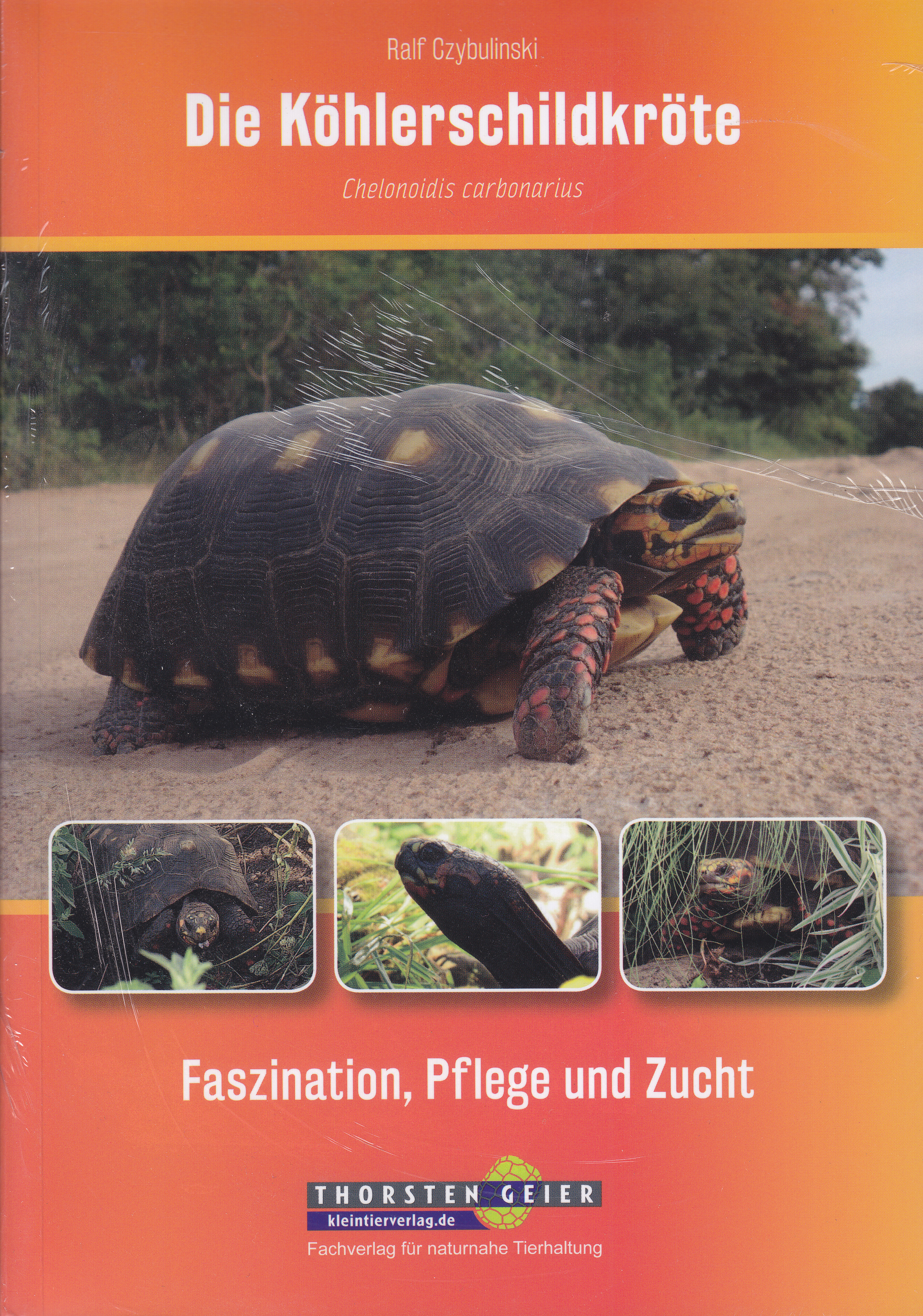 Die Köhlerschildkröte, Chelonoidis carbonarius (Ralf Czybulinski)