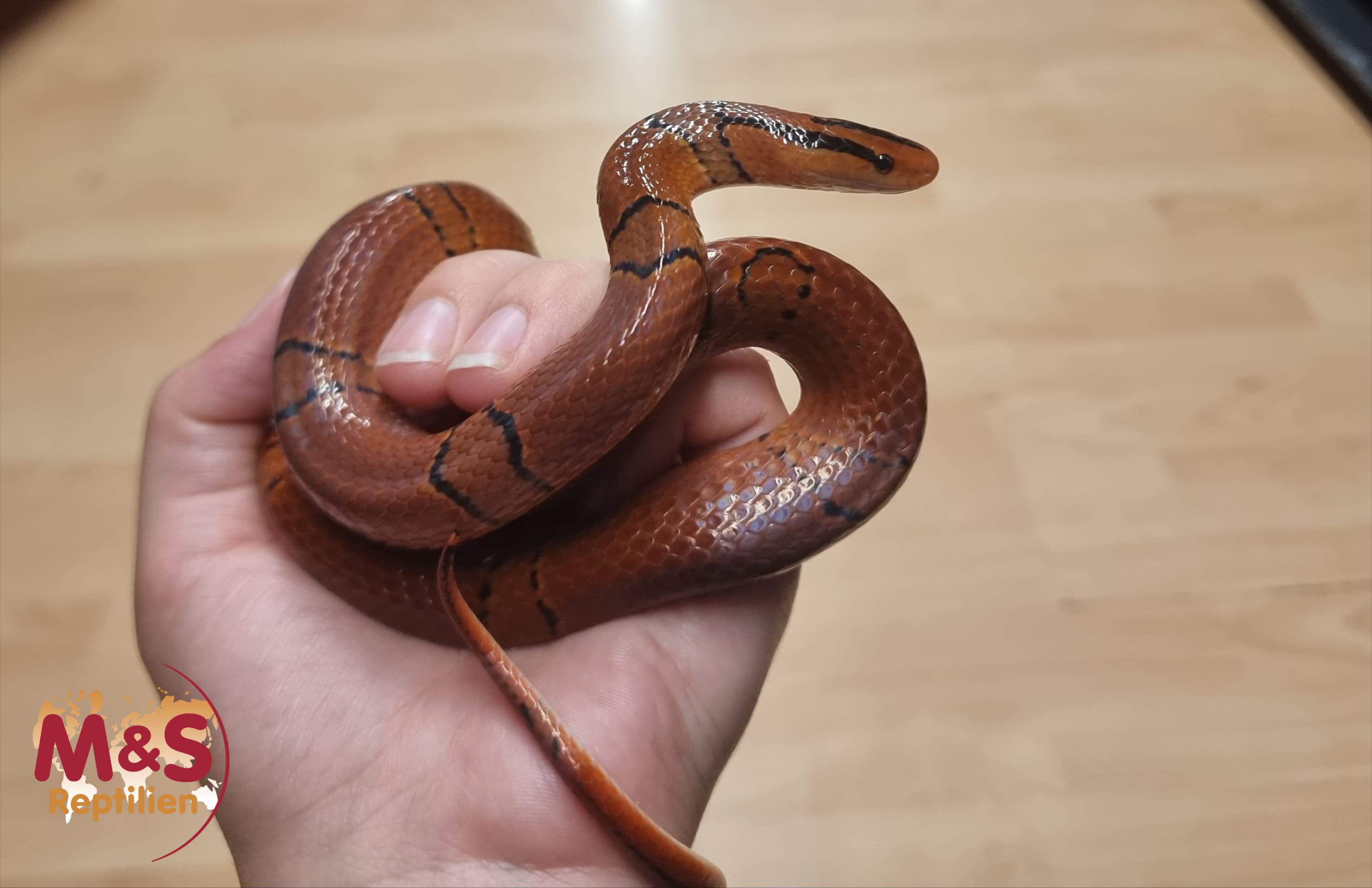 0.1 (Female) Yunnan Bambusnatter NZ´23 (ca. 80 cm) Oreocryptophis p. pulchra (Symbolbild)