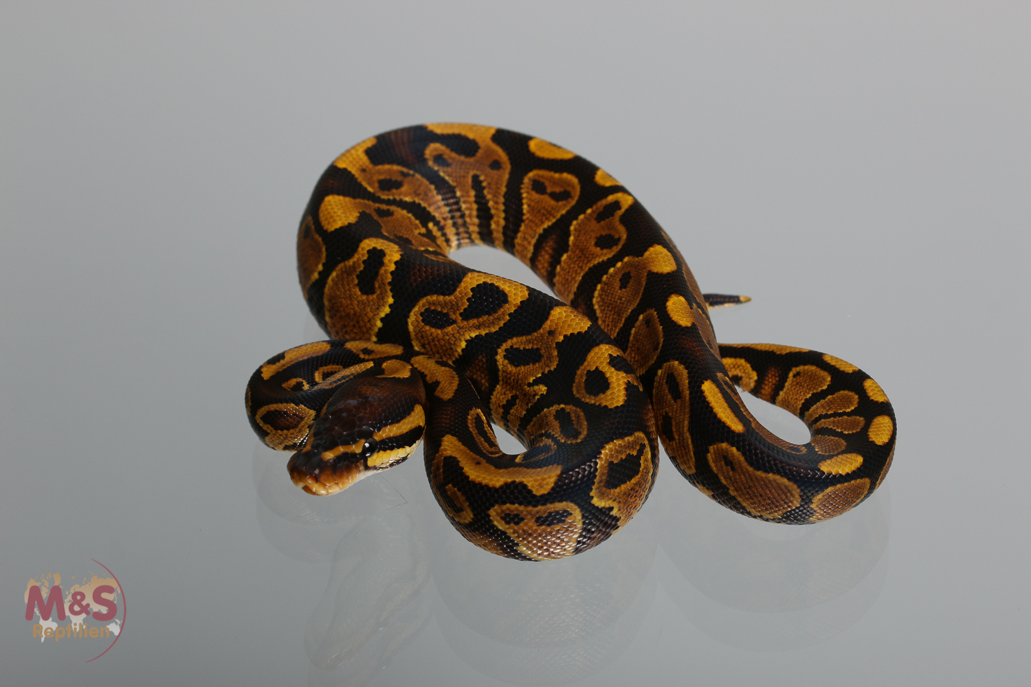 0.1 ( Female ) Gravel Königspython NZ´M&S´17 Python regius